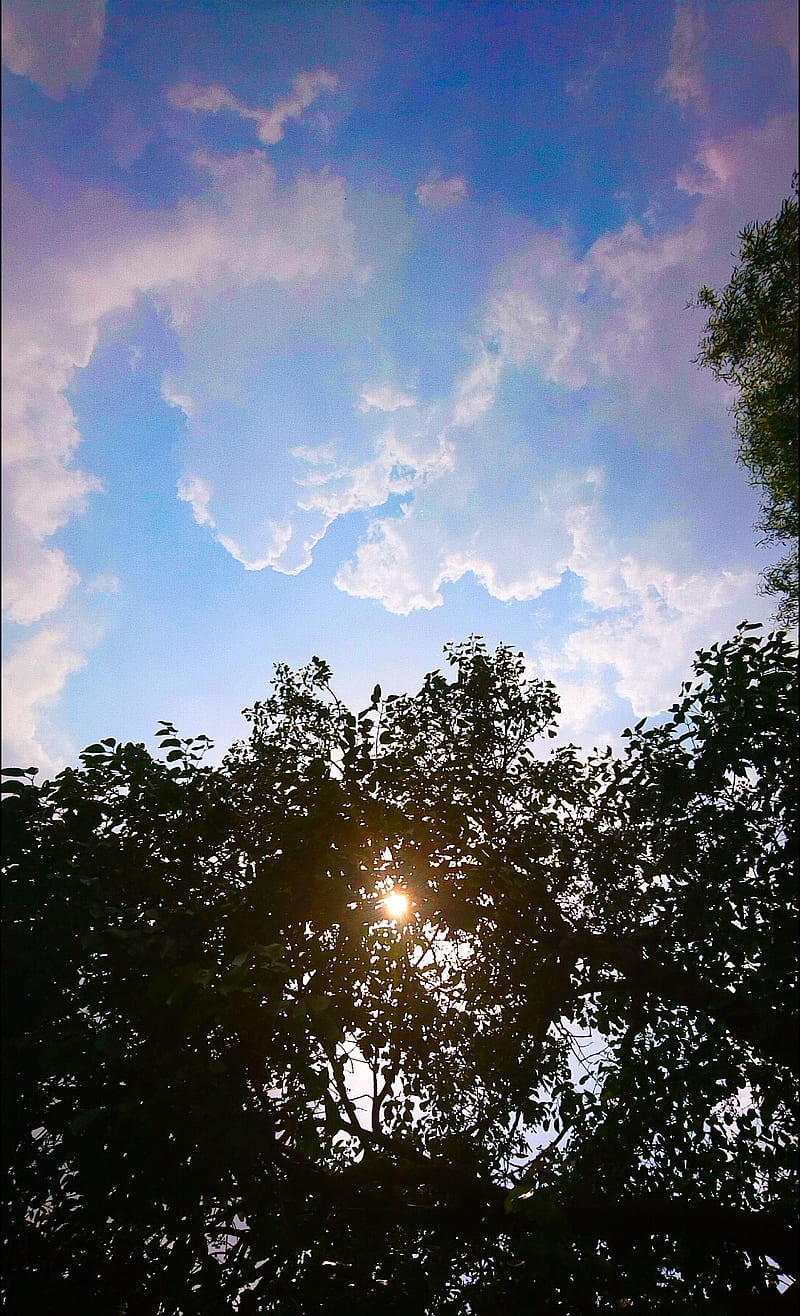800x1316 Nature miracle, best, best, cool weather, day, sun, sunnyday, HD phone wallpaper