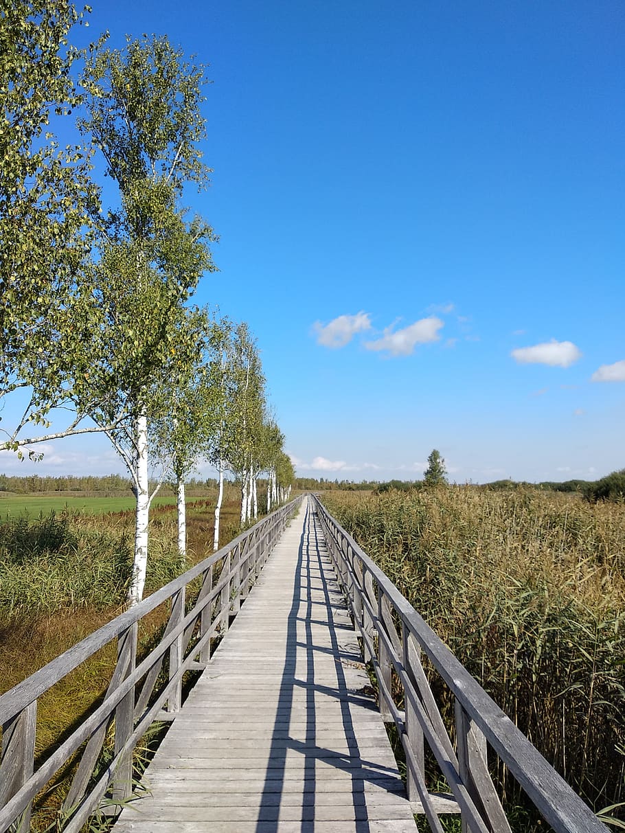 910x1213 HD wallpaper: tree, blue sky, bridge, cool, good weather, plant, the way forward