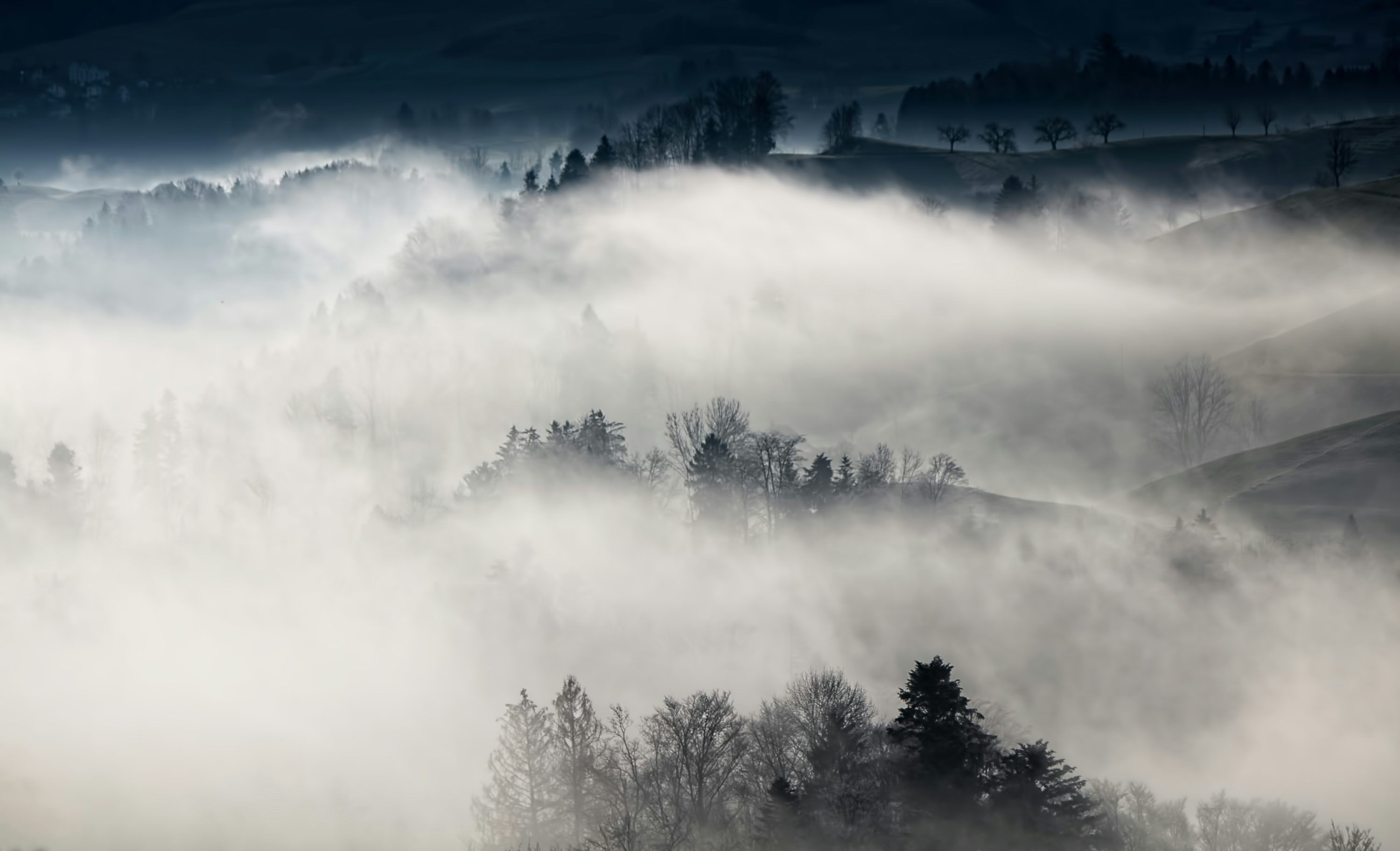 3000x1823 Trees under foggy weather during night time photo