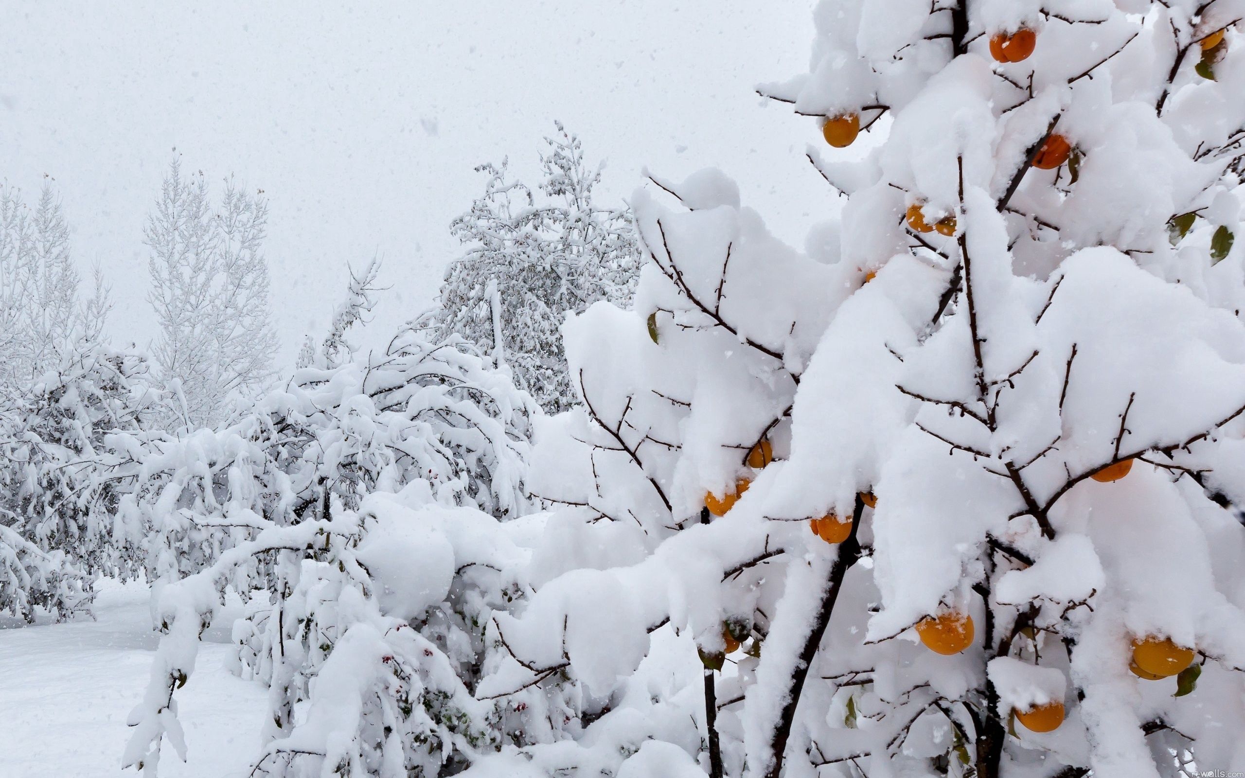 2560x1600 Weather Phone Wallpaper: Free 4K & HD Downloads