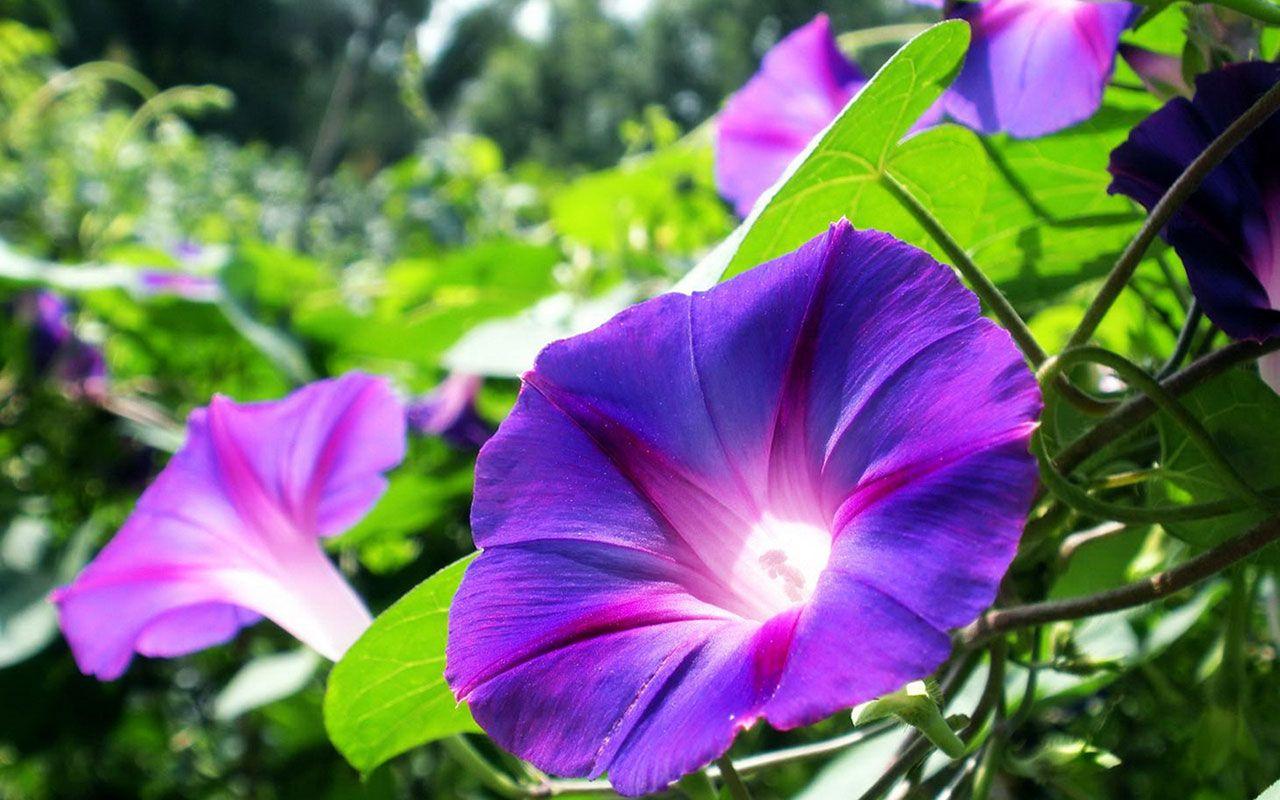 1280x800 100% Quality HD Morning Glory,