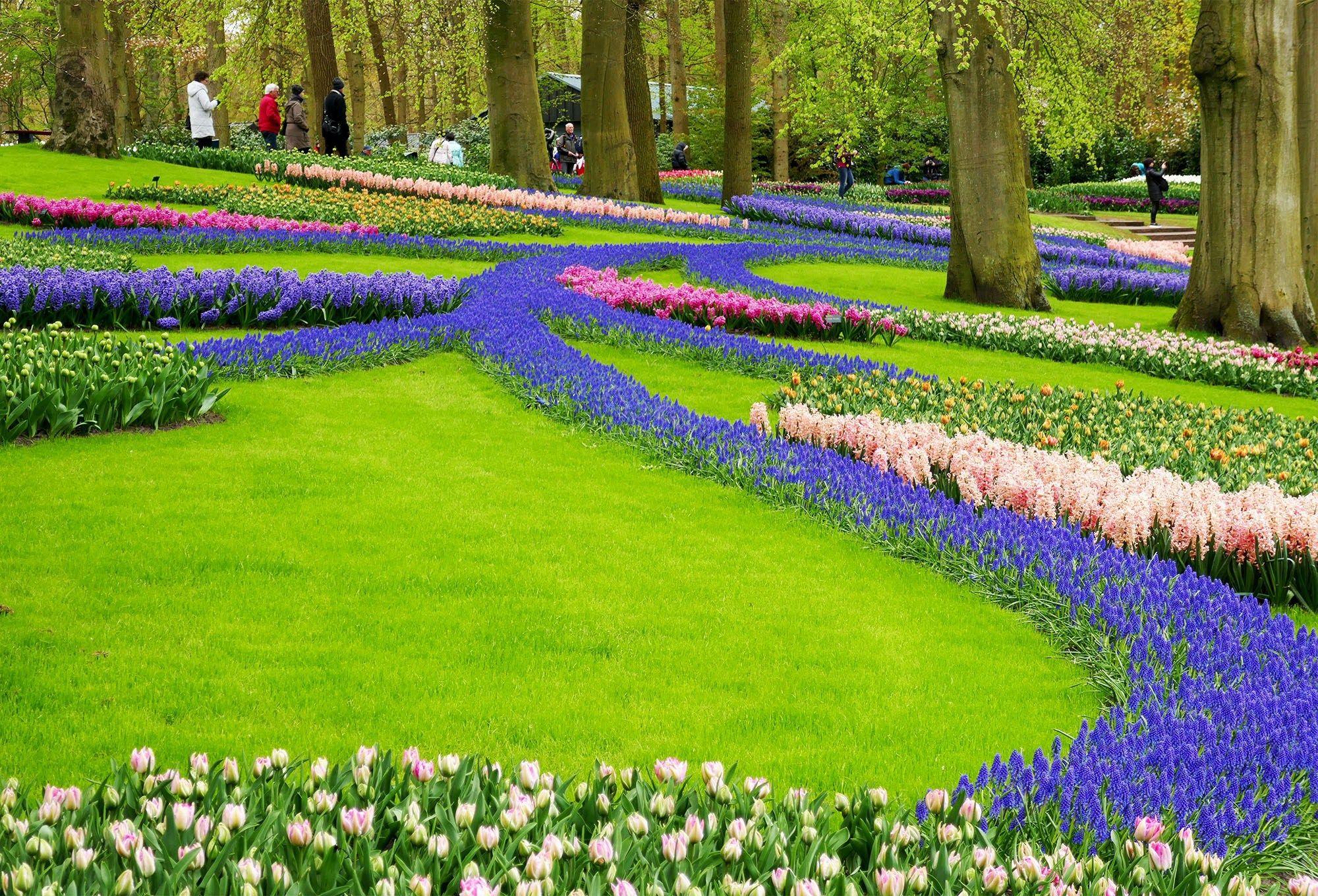2000x1360 River Of Flowers Keukenhof Wallpaper HD