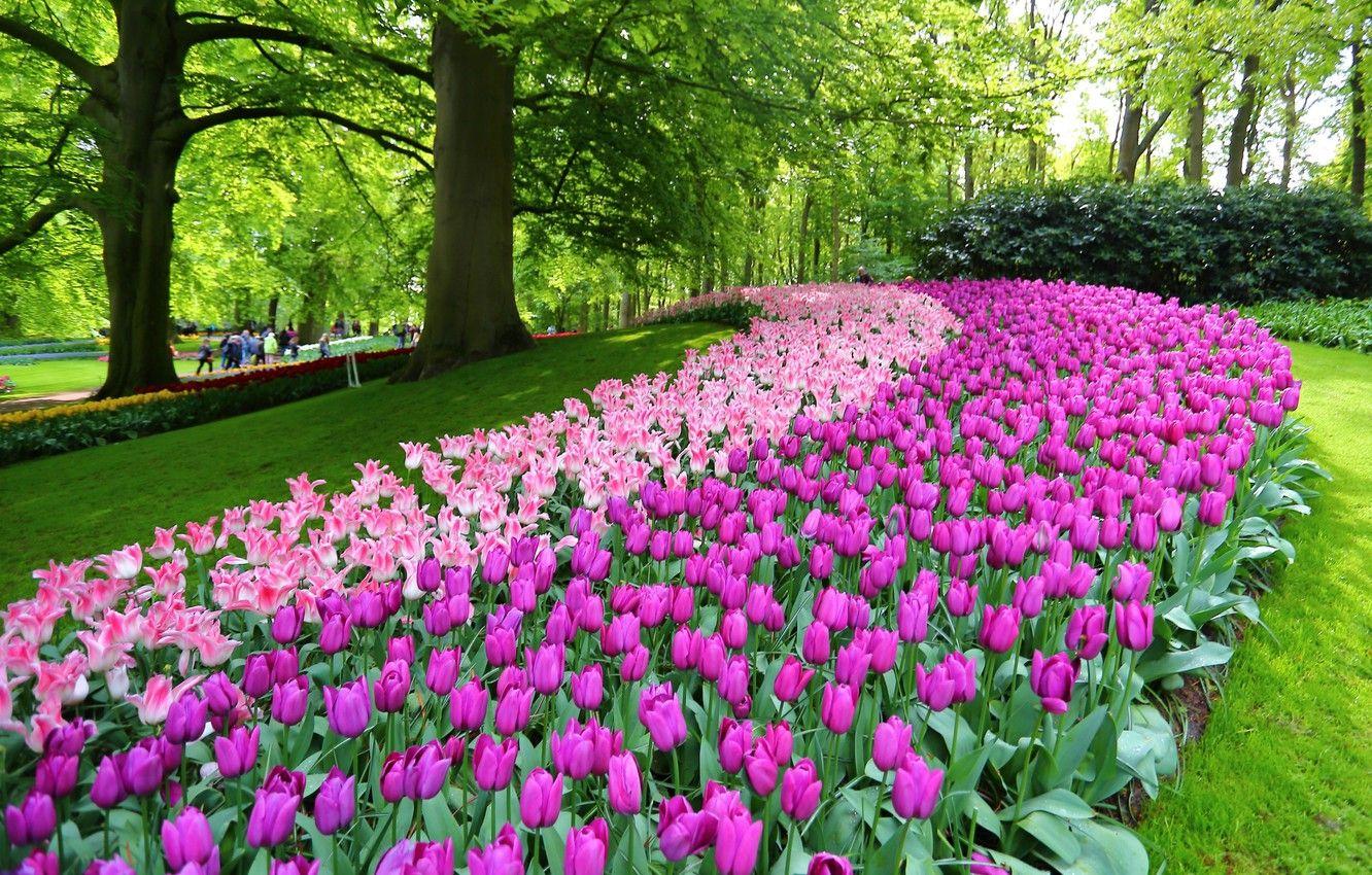 1332x850 Wallpaper flowers, Park, tulips, Netherlands, Netherlands