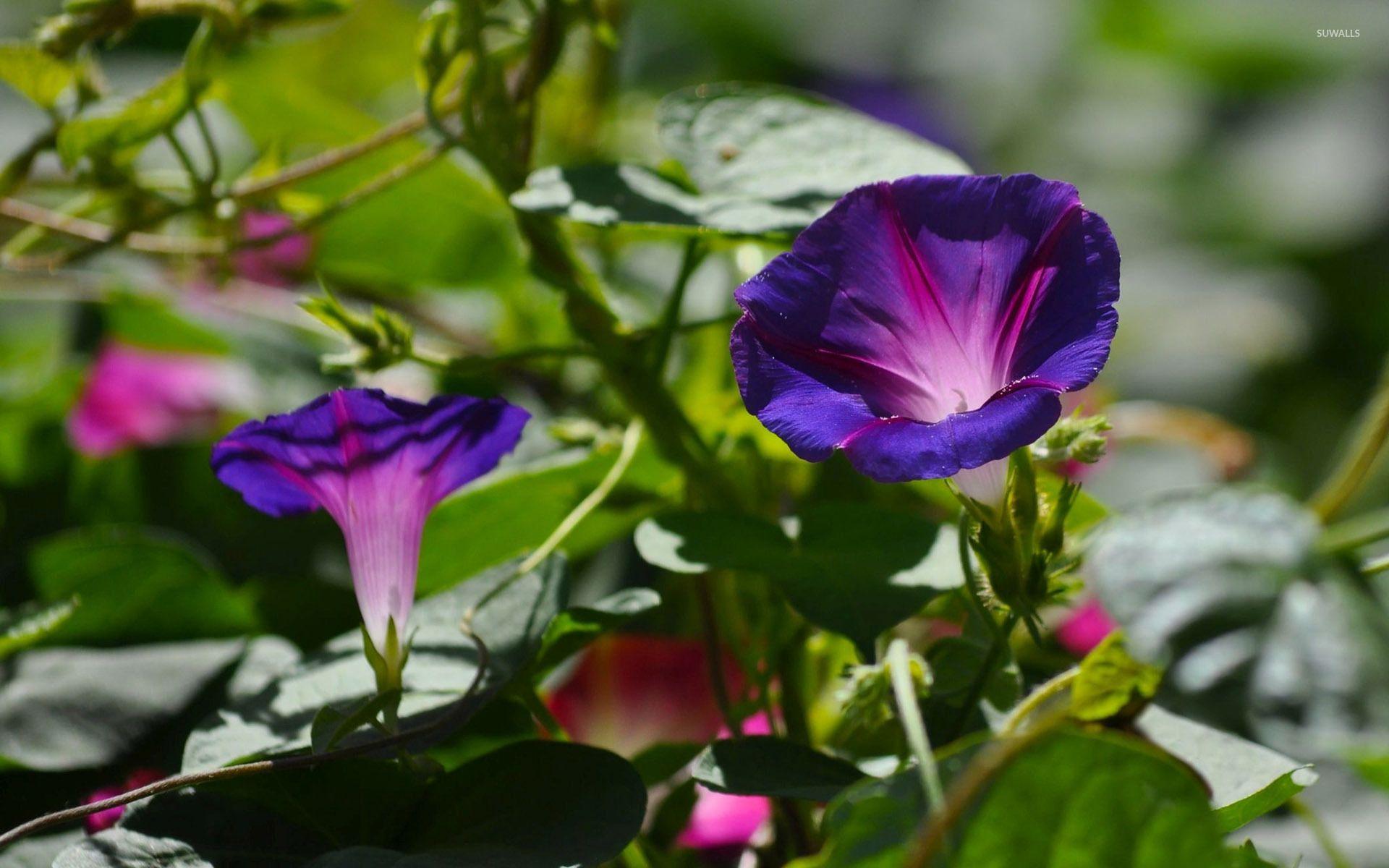 1920x1200 Morning glory [3] wallpaper wallpaper