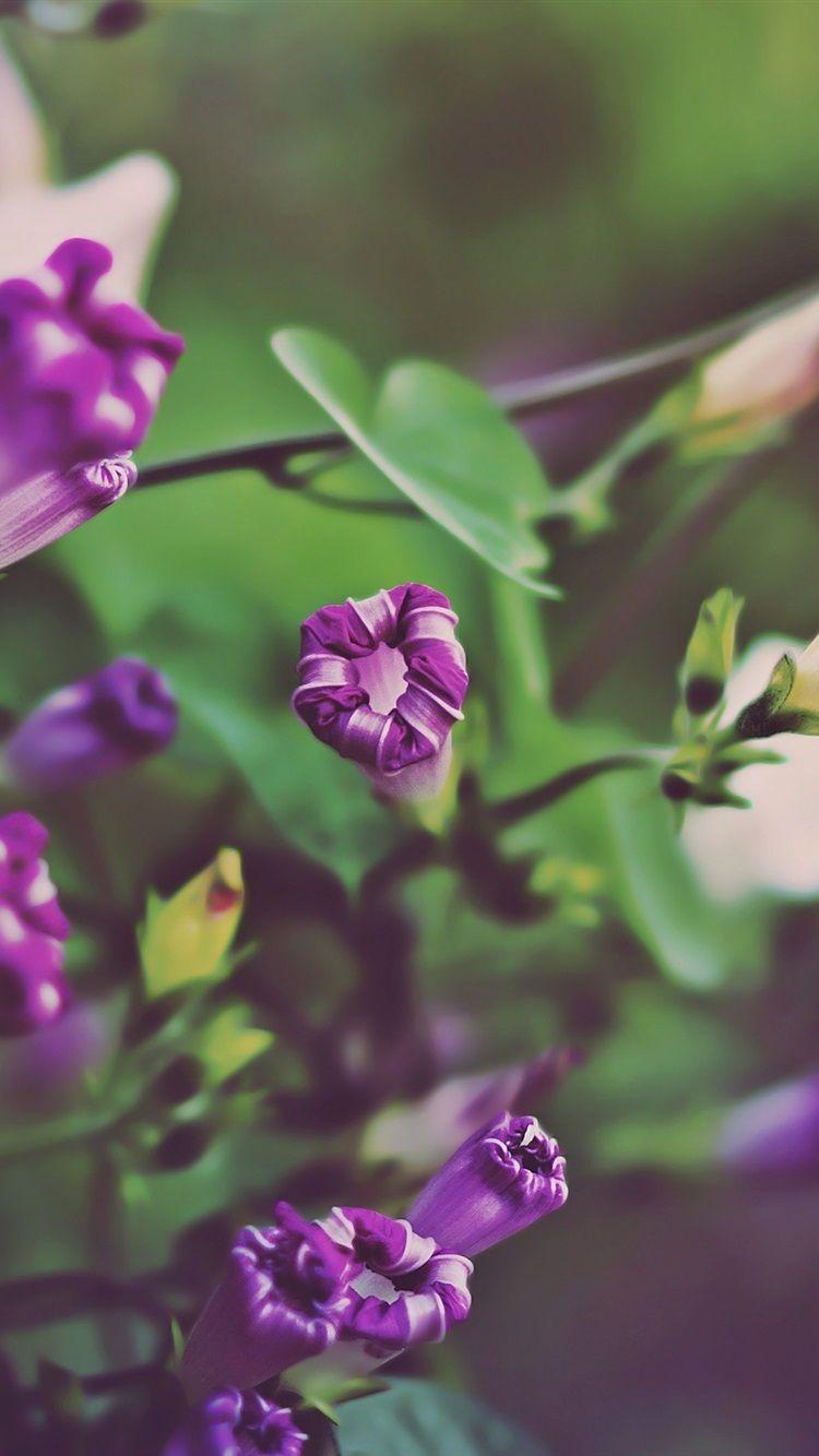 750x1334 Purple Of The Morning Glory 750x1334 IPhone 8 7 6 6S Wallpaper