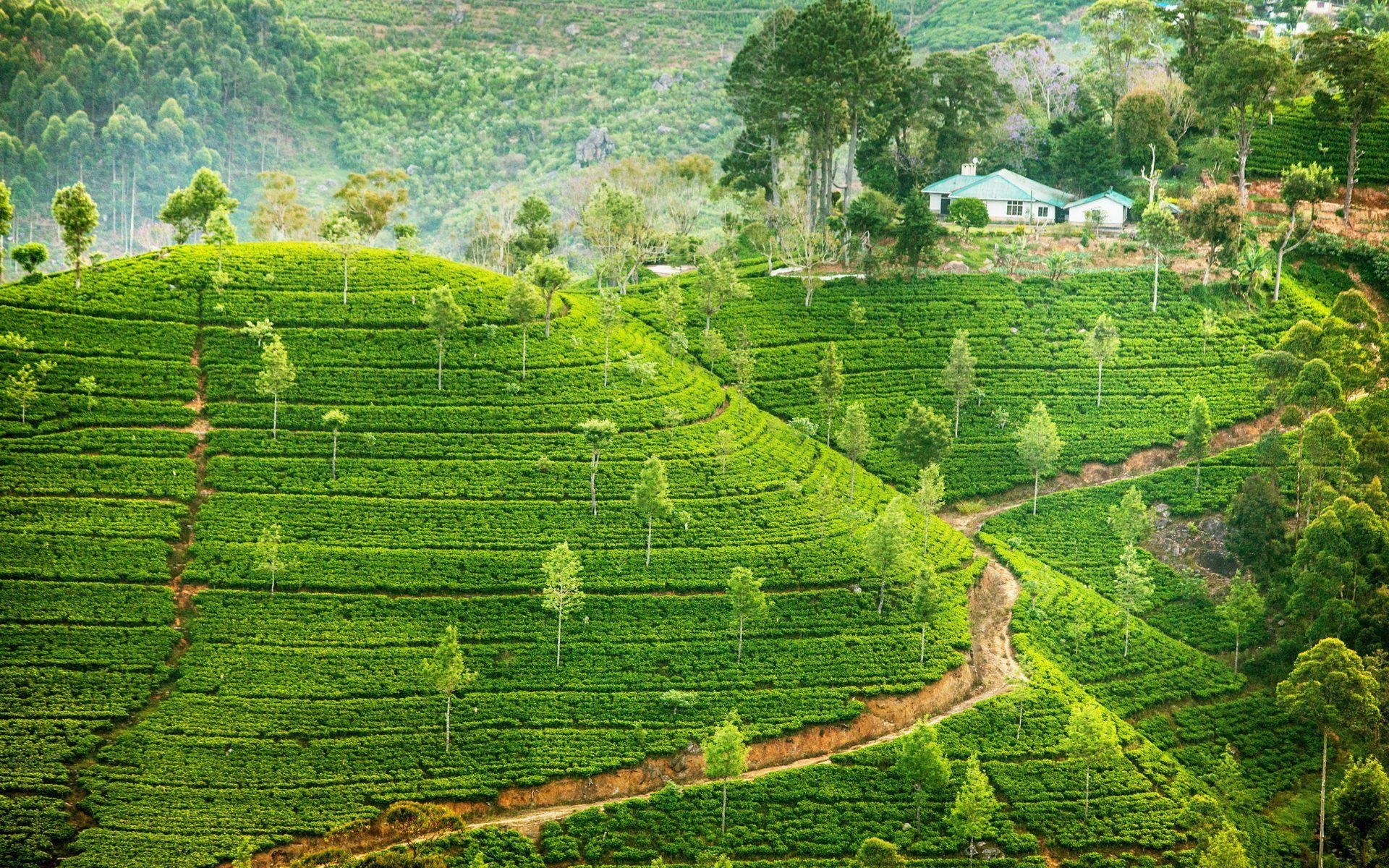 1920x1200 Tea Plantation HD Hình nền và Hình nền https://wallpaperaccess.com/full/2951115.jpg