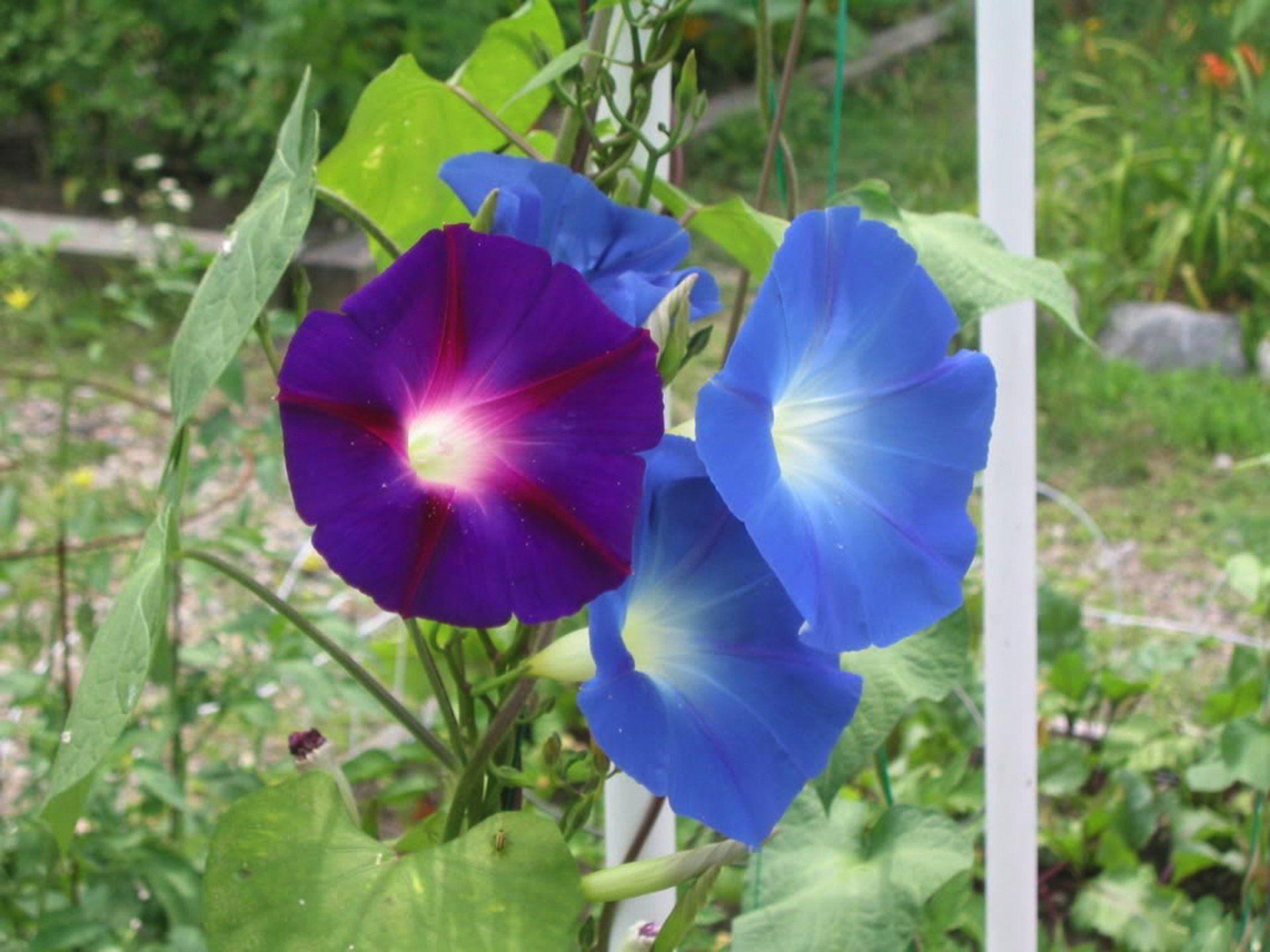 1920x1440 Morning Glory HD Wallpaper and Background Image