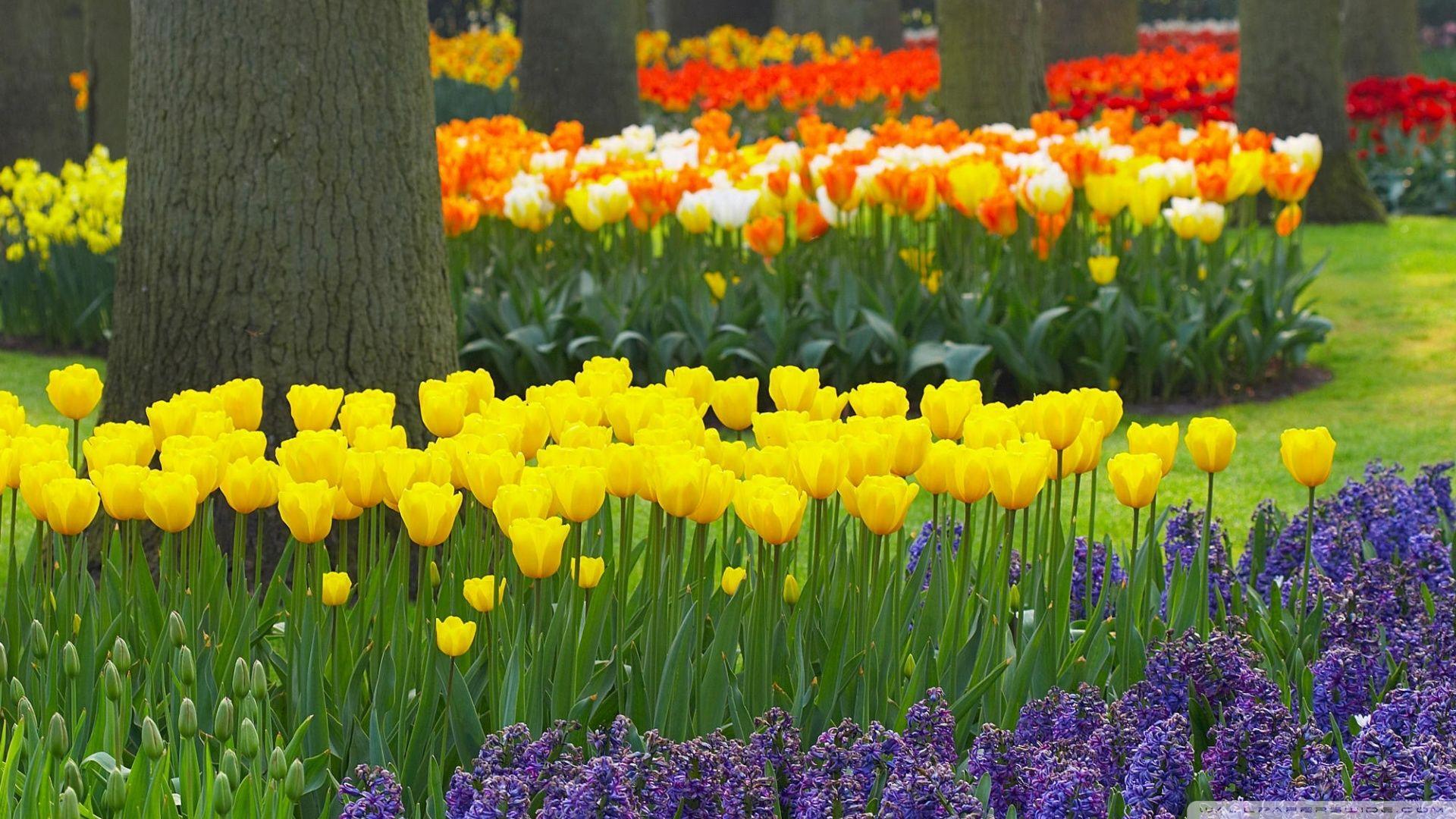 1920x1080 Spring Garden Keukenhof Gardens Lisse Holland Ultra HD Desktop