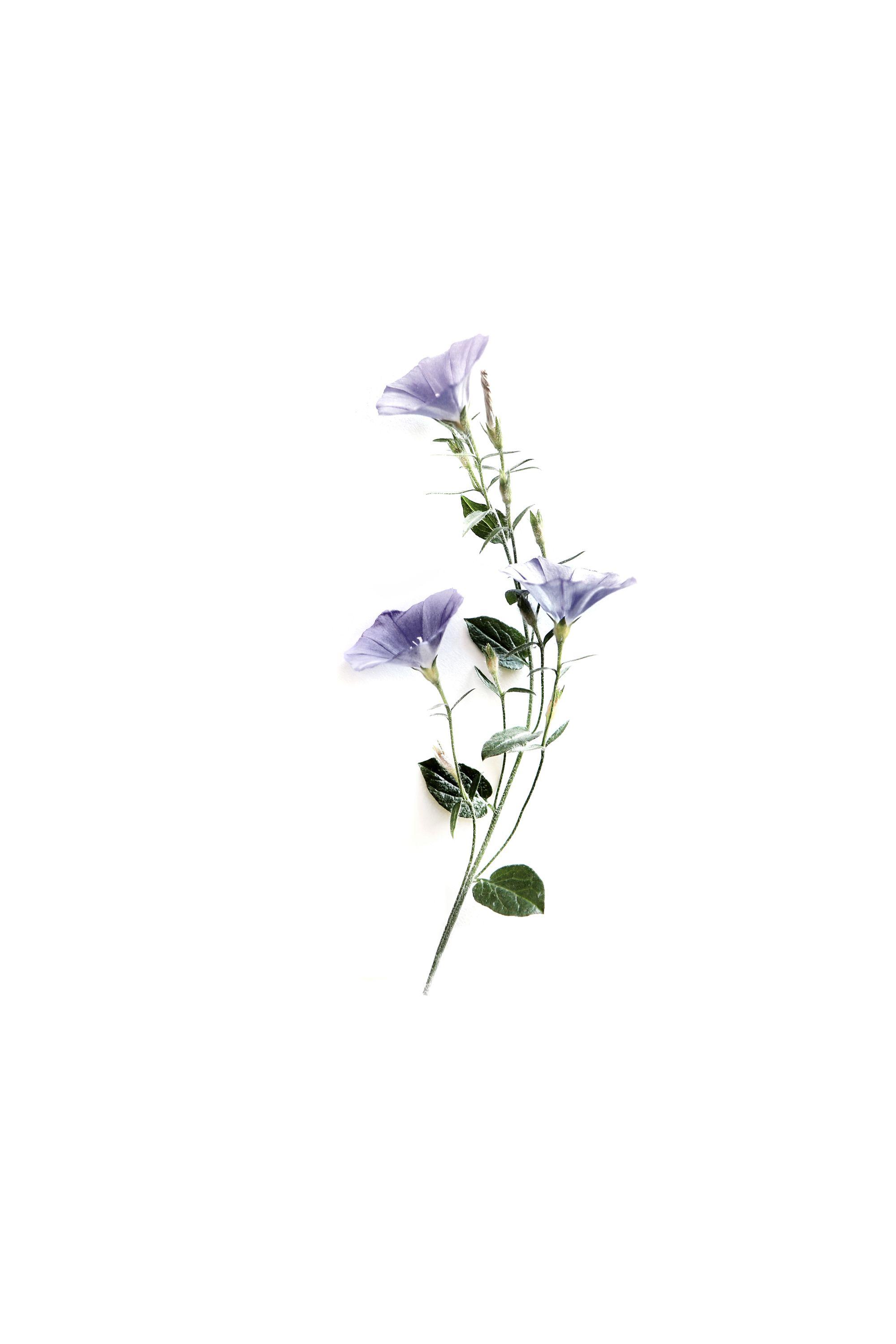 2000x3000 western versus eastern. Minimalist flowers, Morning