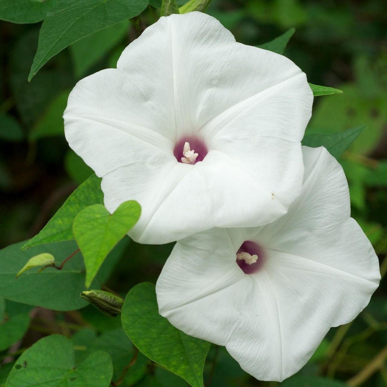 1280x1280 Download wallpaper 1280x1280 morning glory, flowers, white, green
