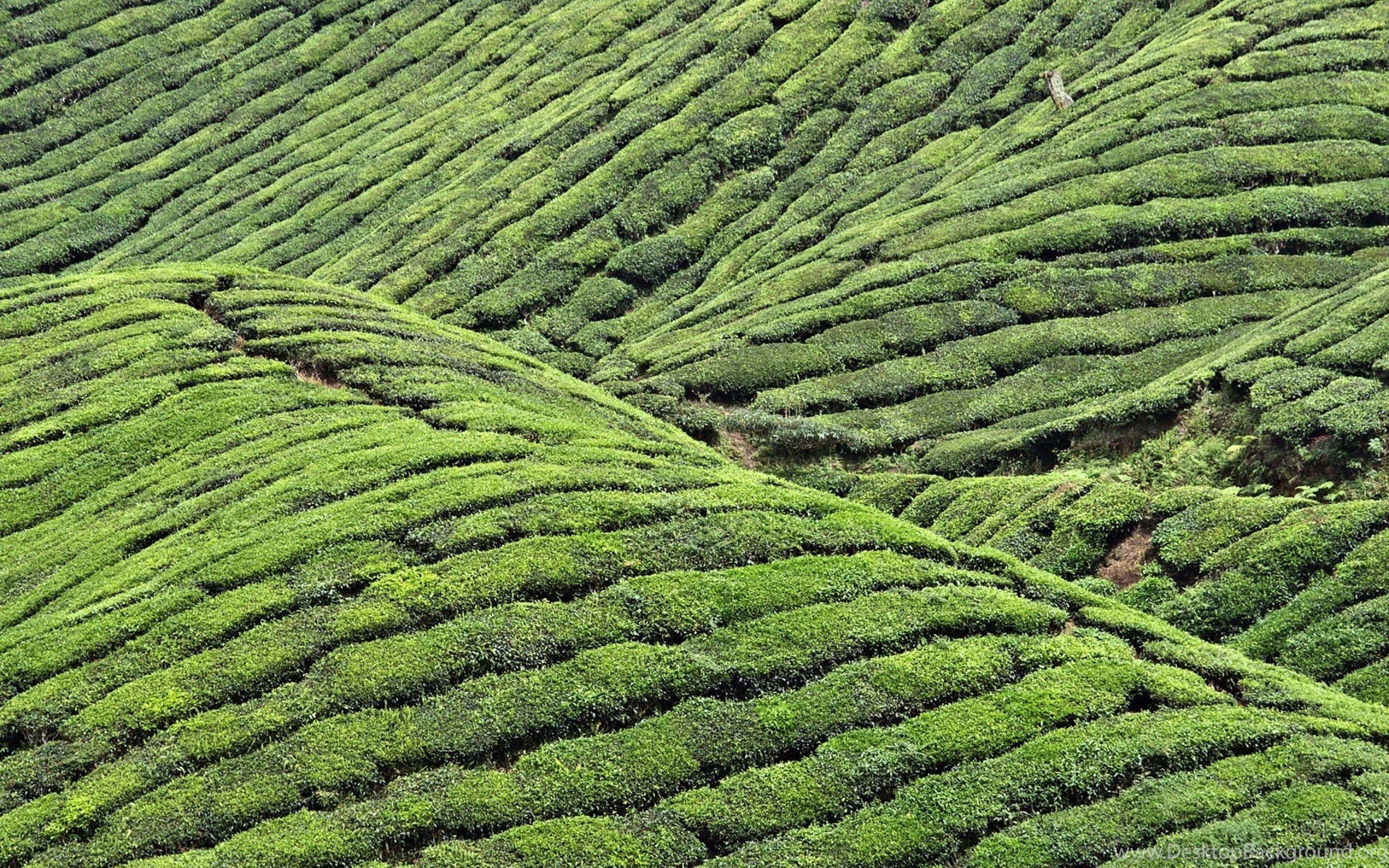 Hình nền vườn trà 2880x1800 53366 Nền máy tính https://wallpaperaccess.com/full/2951193.jpg