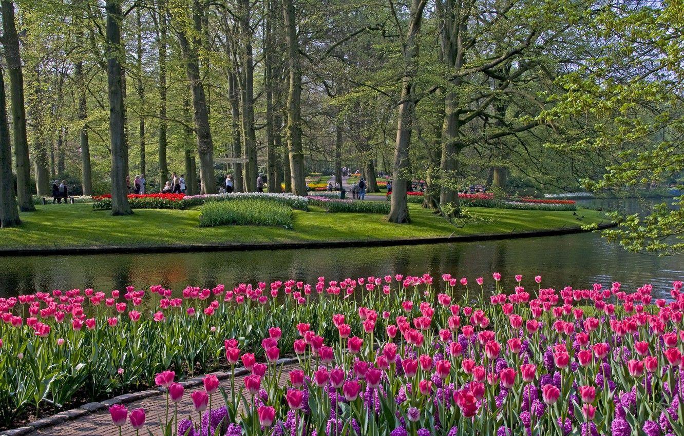 1332x850 Wallpaper grass, trees, flowers, pond, Park, tulips, Netherlands