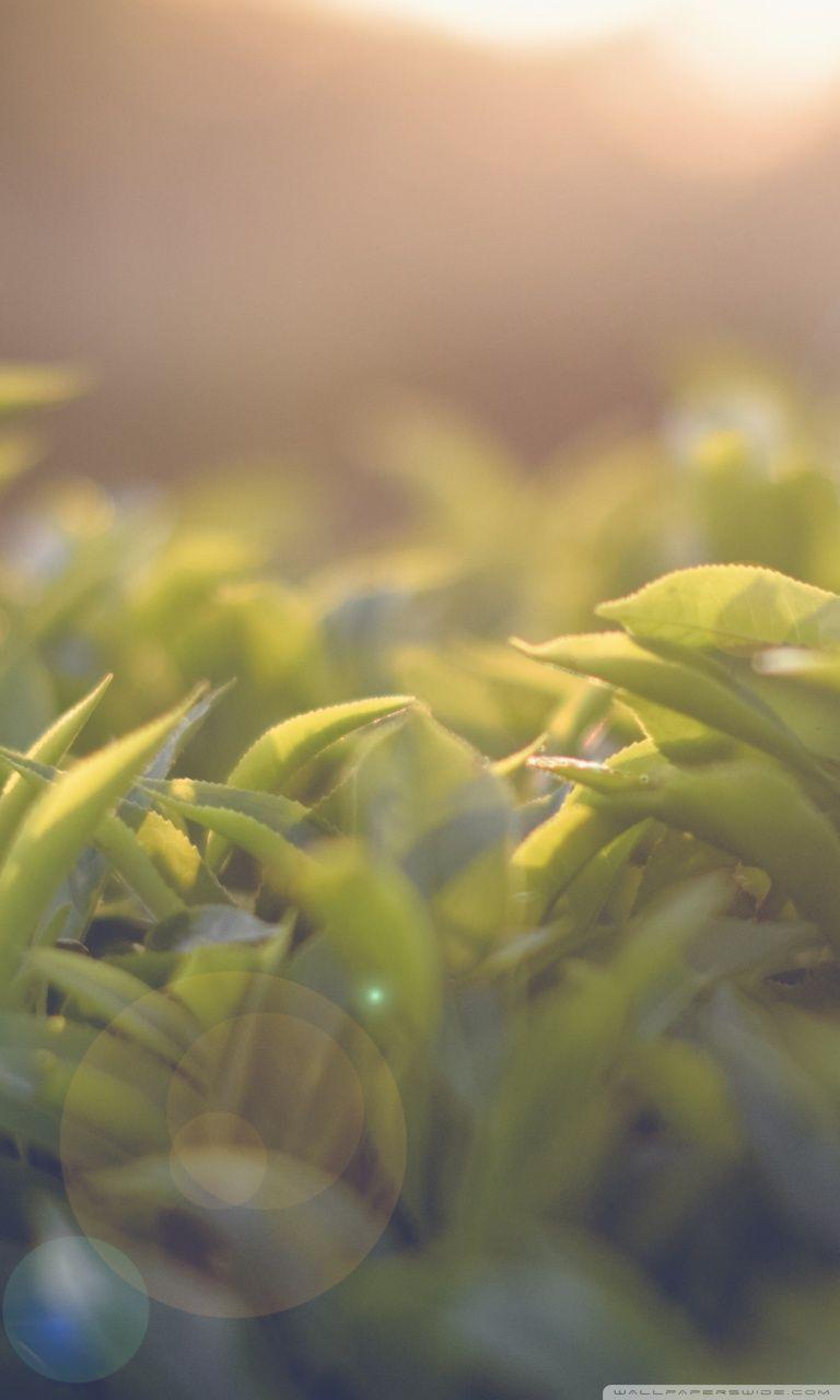 Hình nền 768x1280 Tea Garden 5.  Bức tường bóng đá https://wallpaperaccess.com/full/2951209.jpg