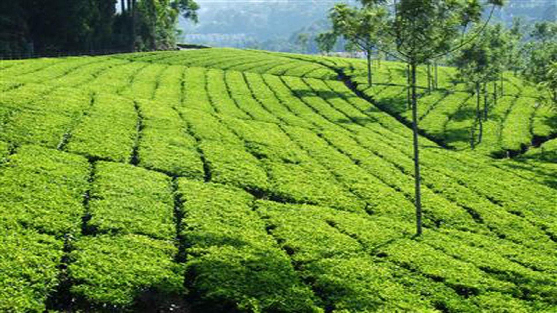 Hình nền 1920x1080 Tea Garden Of Blue Mountain Ooty.  Nền màn hình HD https://wallpaperaccess.com/full/2951222.jpg