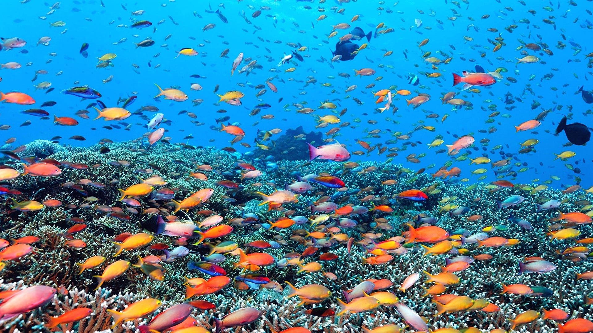 1920x1080 Abundance of fish colours, Great Barrier Reef Australia (Photo credit to [1920 x 1080]