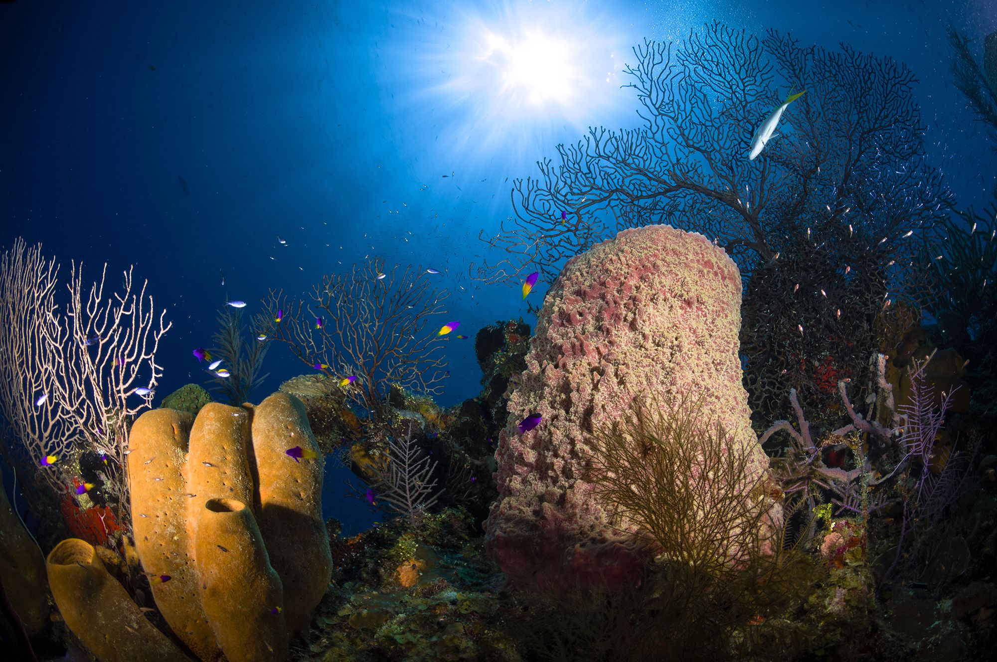 2000x1328 Great Barrier Reef