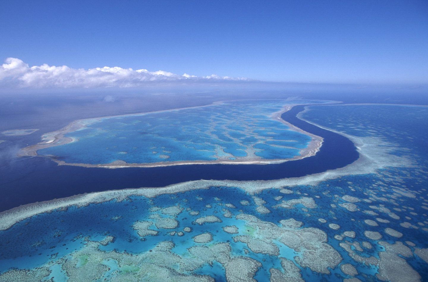1440x949 UN says the Great Barrier Reef may disappear. One startup has a solution