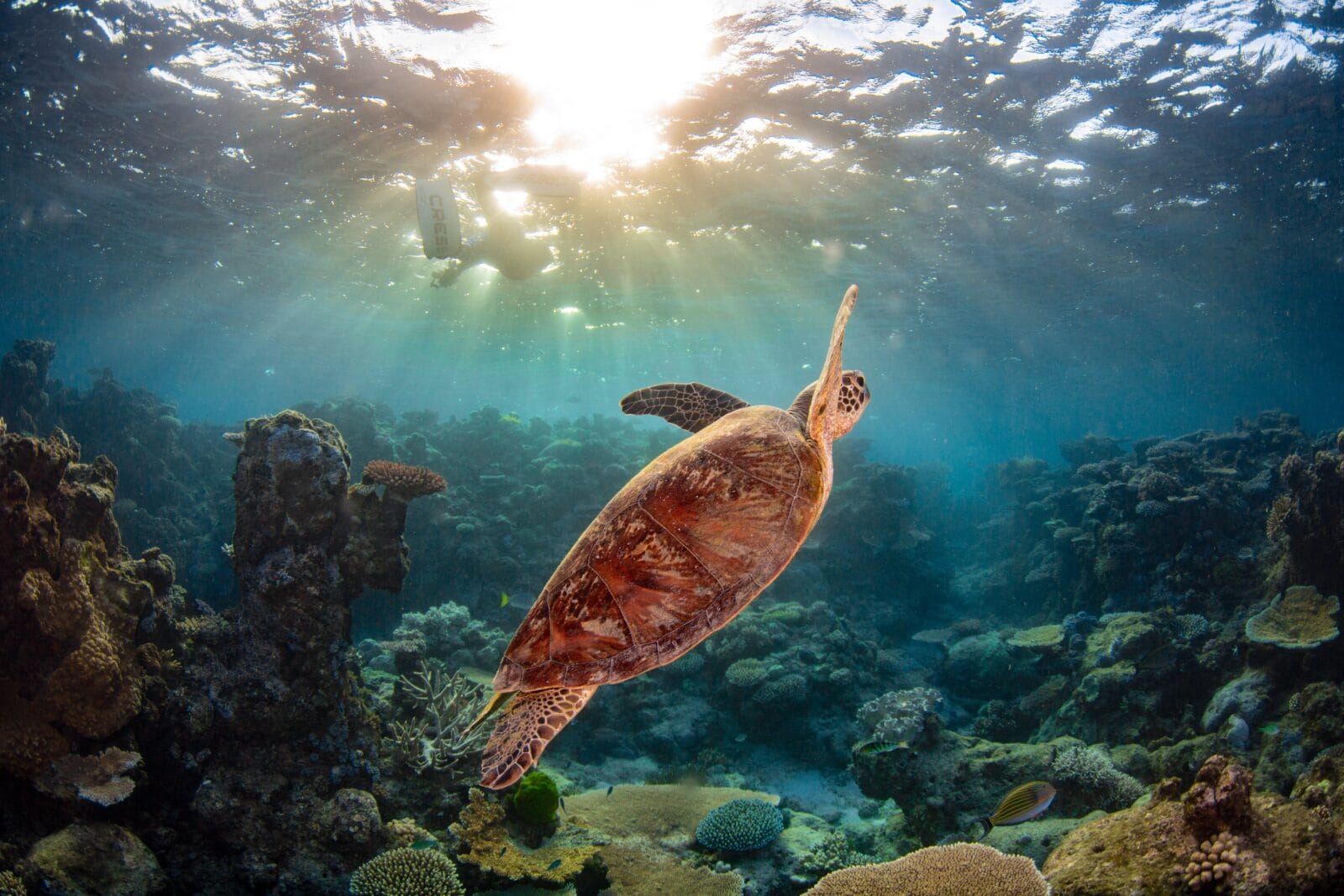 1600x1067 Deeply Meaningful Encounters in the Great Barrier Reef
