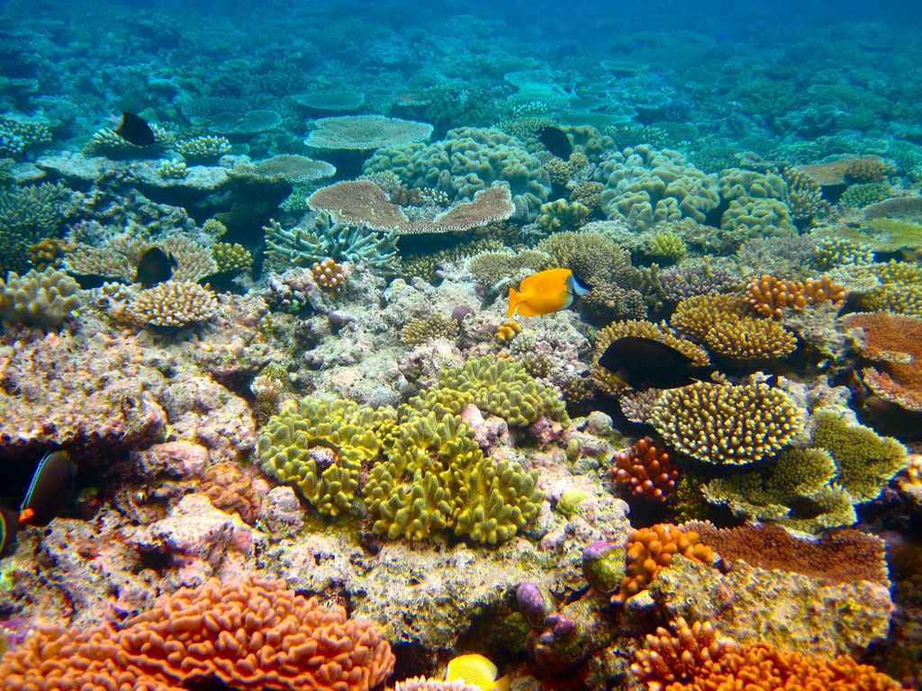 1024x768 How Big is the Great Barrier Reef?