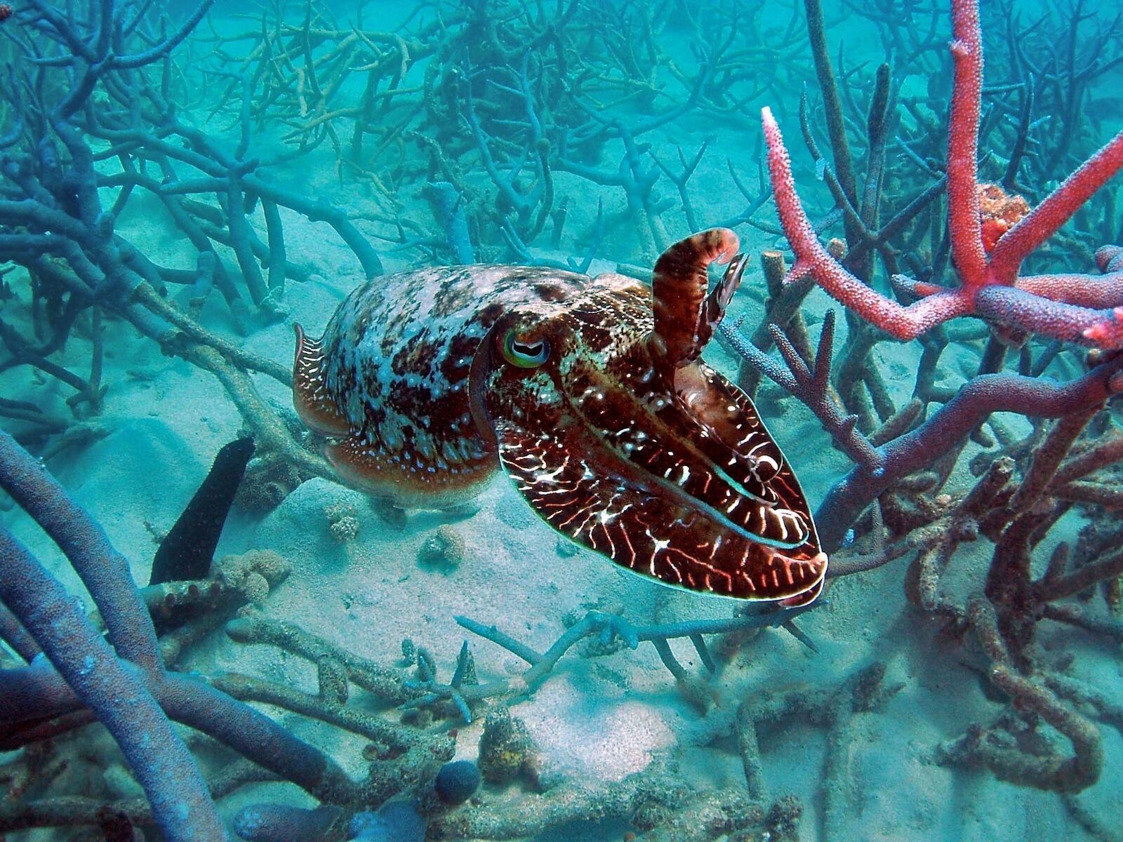 1600x1200 National Parks to Visit in 2026: Great Barrier Reef, Australia