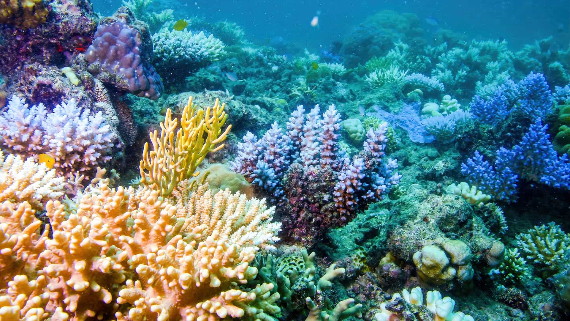 1920x1080 Great Barrier Reef, Australia Cruise Port & Excursions 27. The Cruise Web