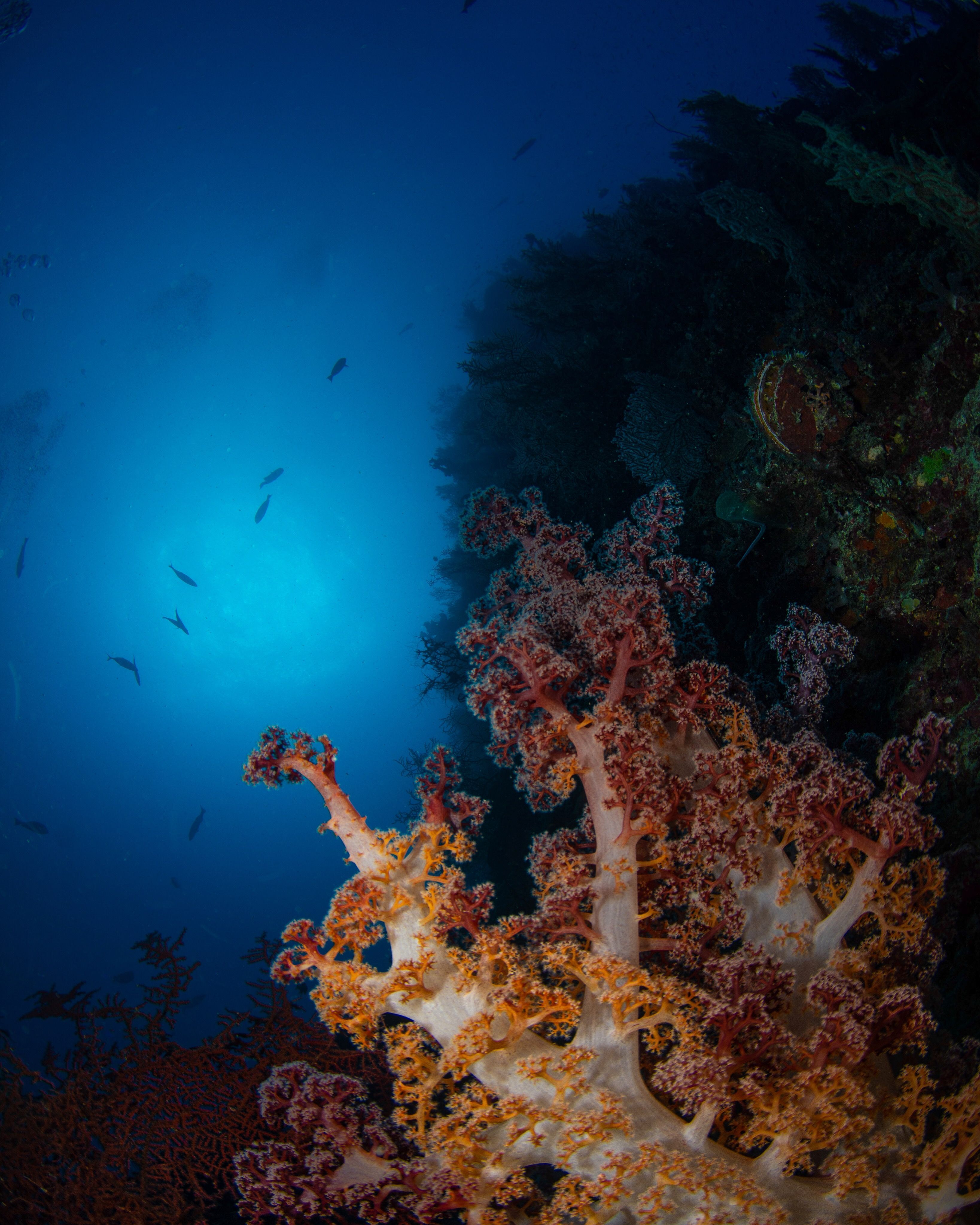 3276x4096 Close Up Shot Of Corals · Free