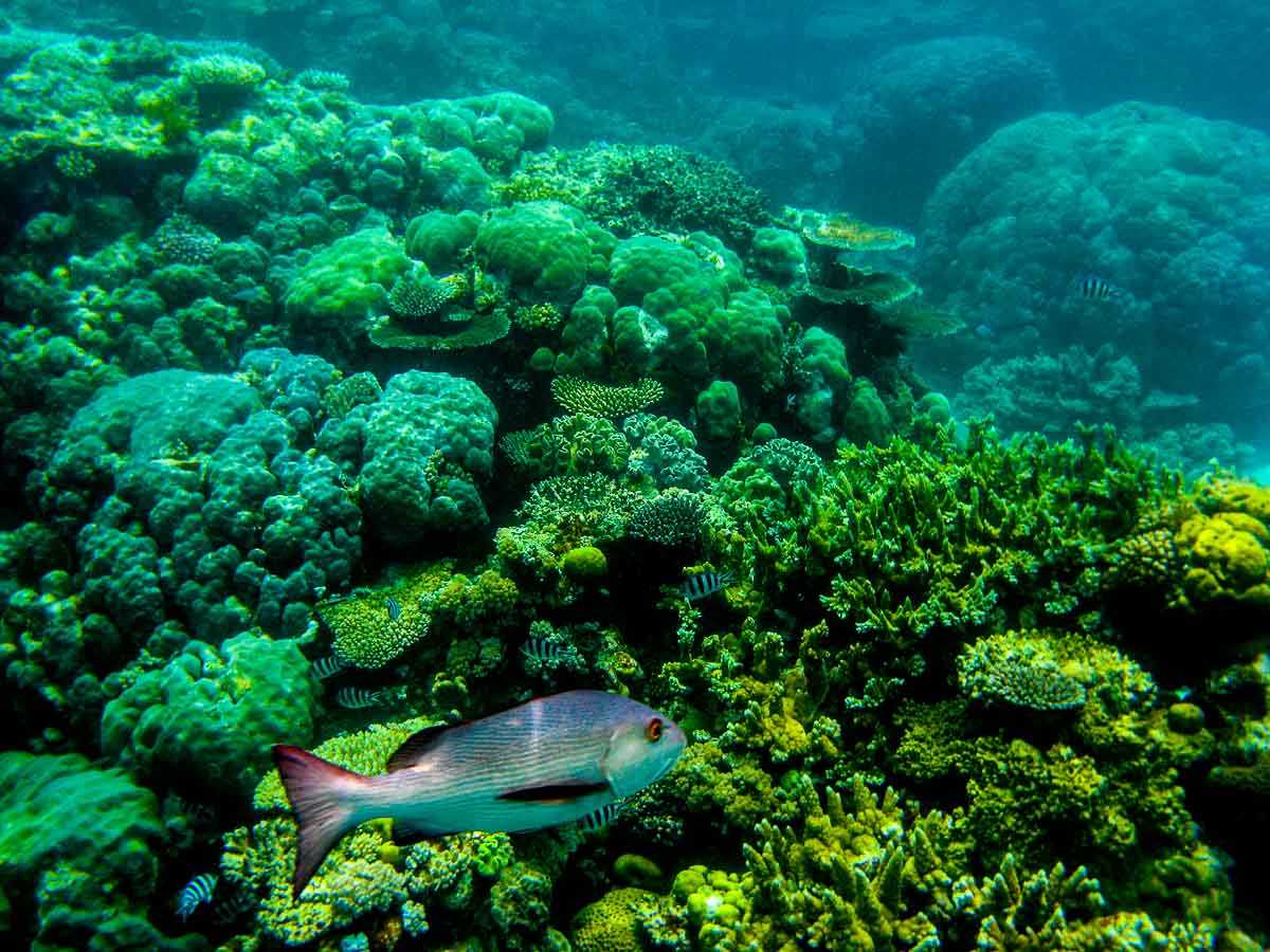 1200x900 Snorkeling on the Great Barrier Reef, Australia Past 50