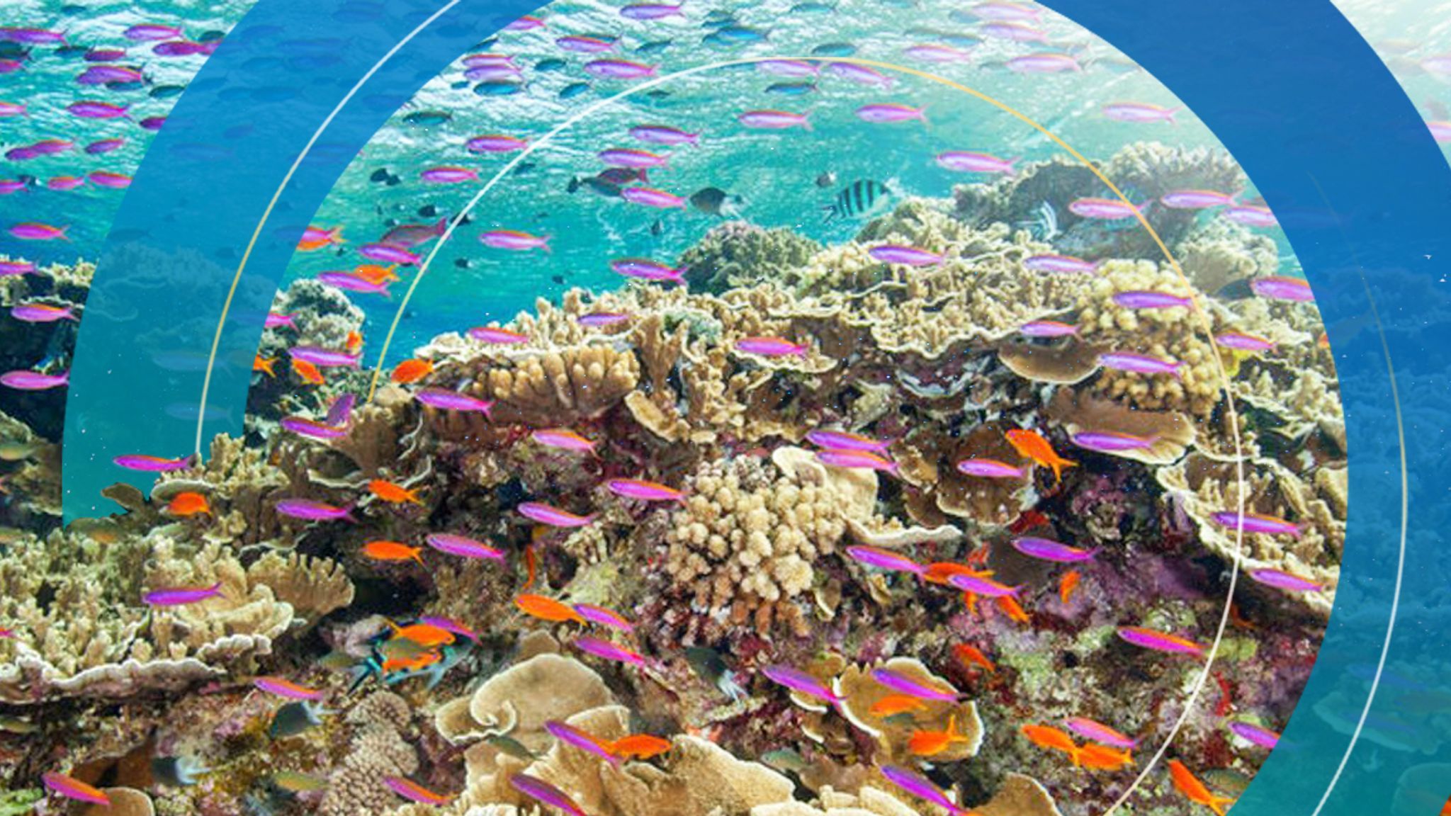 2048x1152 Australia argues against Great Barrier Reef's recommended endangered status