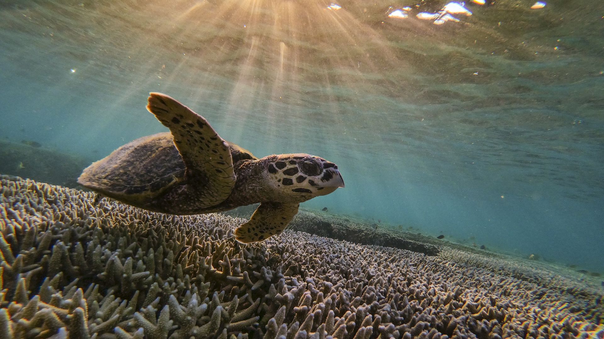 1920x1080 Great Barrier Reef in danger, UN warns: Australia opposes report