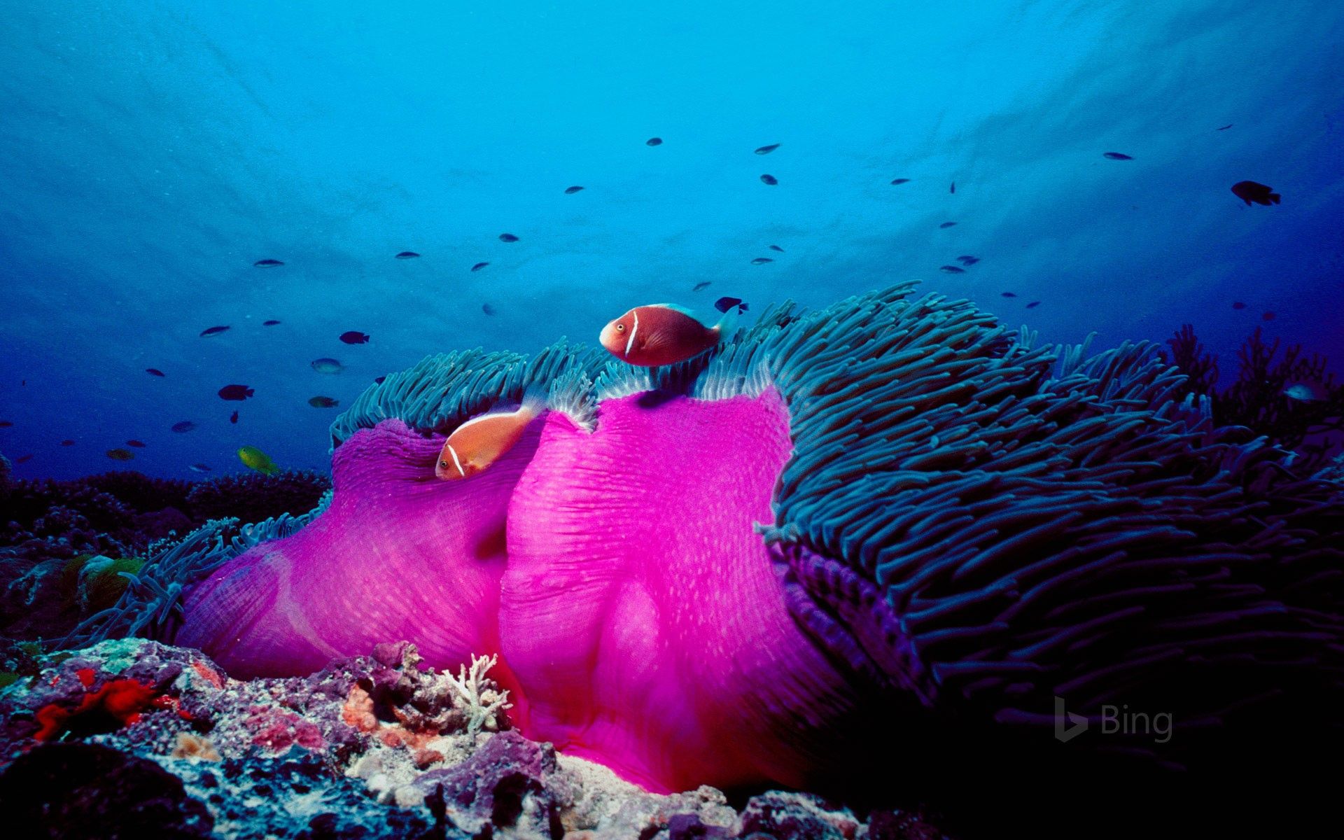 1920x1200 Pink skunk clownfish and magnificent sea anemone in the Great Barrier Reef, Australia Wallpaper