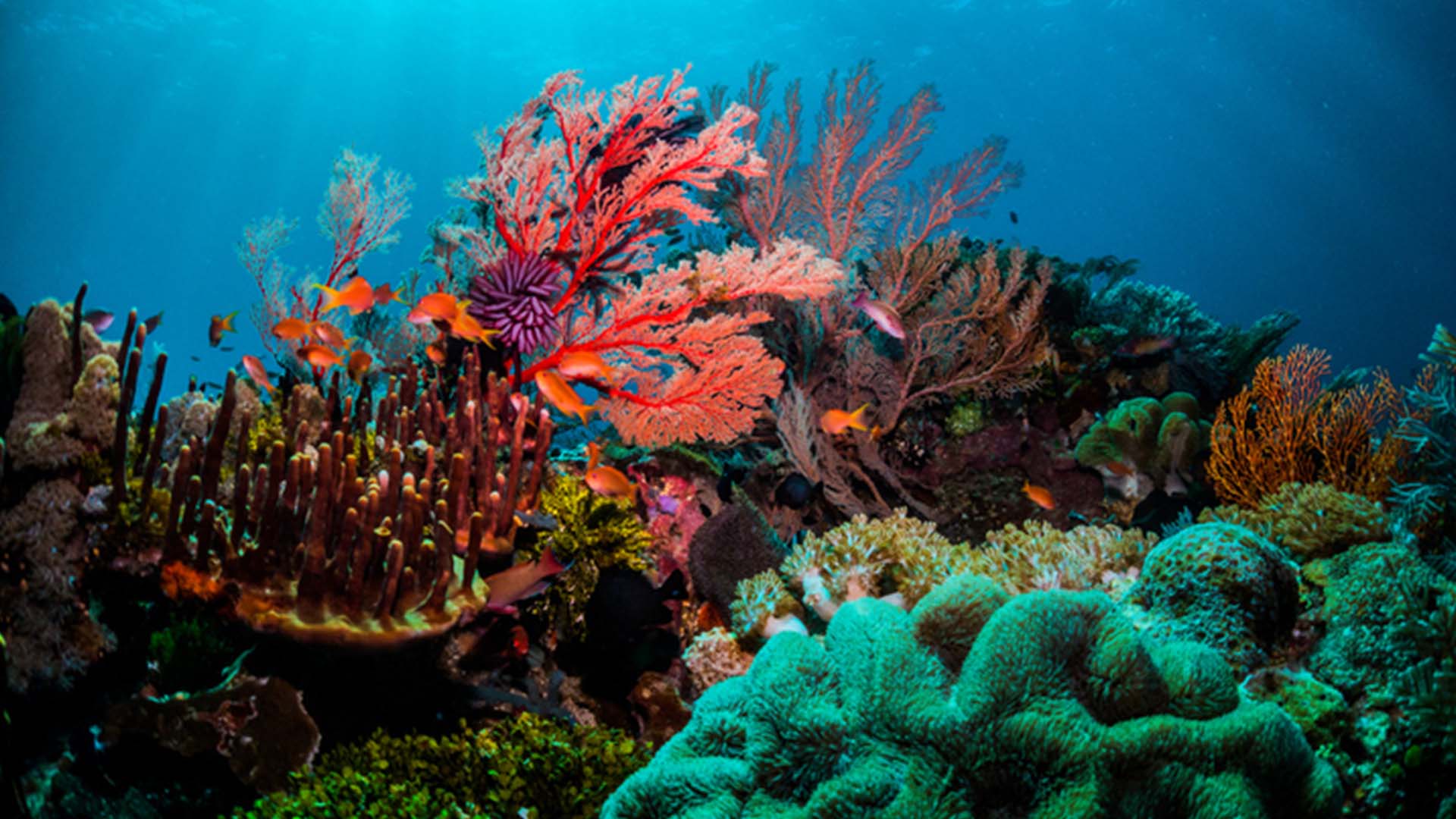 1920x1080 Coral Reefs Around the World's World Today®