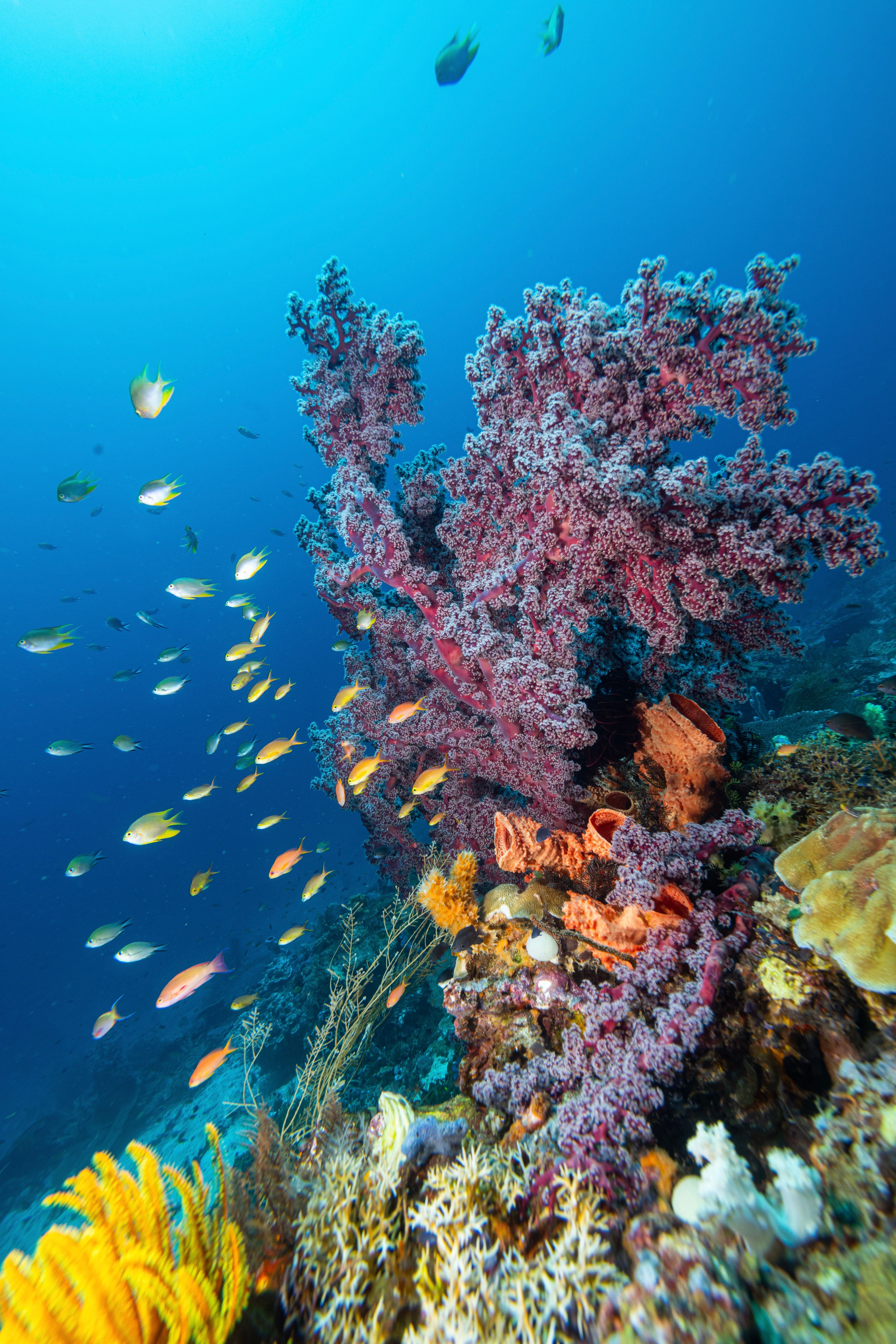5464x8192 Close Up Shot Of Corals · Free
