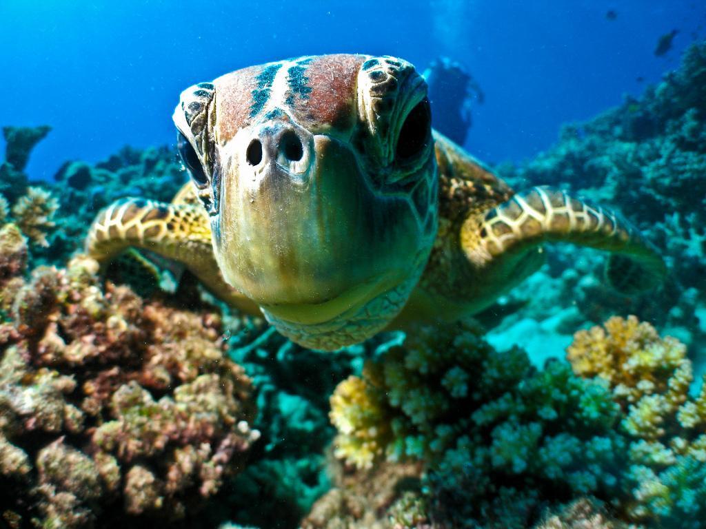 1024x768 GREAT BARRIER REEF