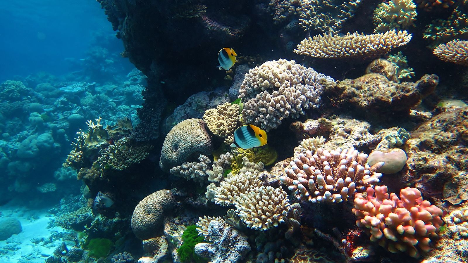 1600x900 Lessons from the Great Barrier Reef