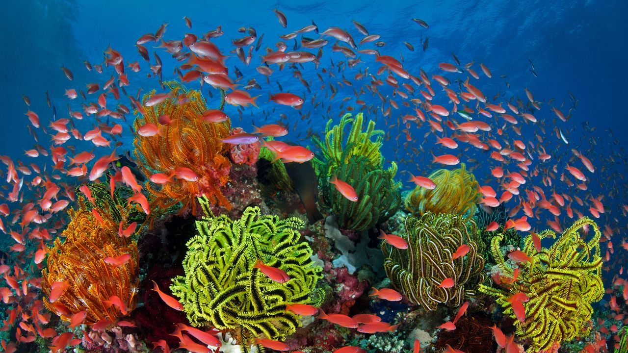 1280x720 Bing Wallpaper Archive