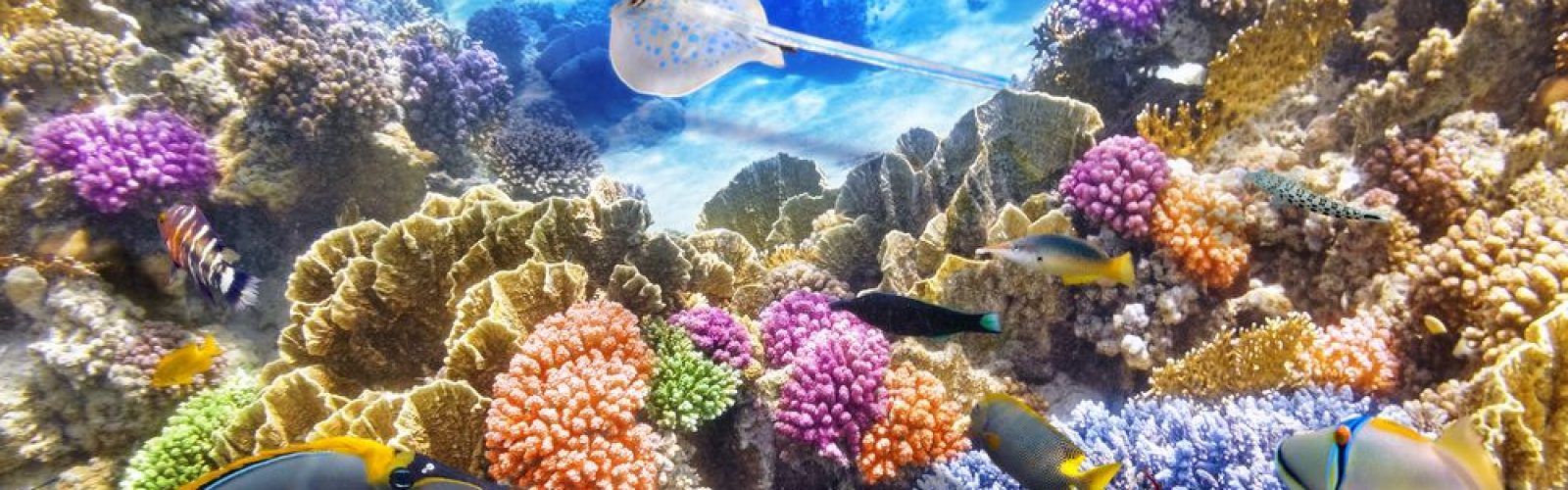 1600x500 Australia (Great Barrier Reef, Coral Sea). Maduro Dive. Exclusive Scuba Diving Packages