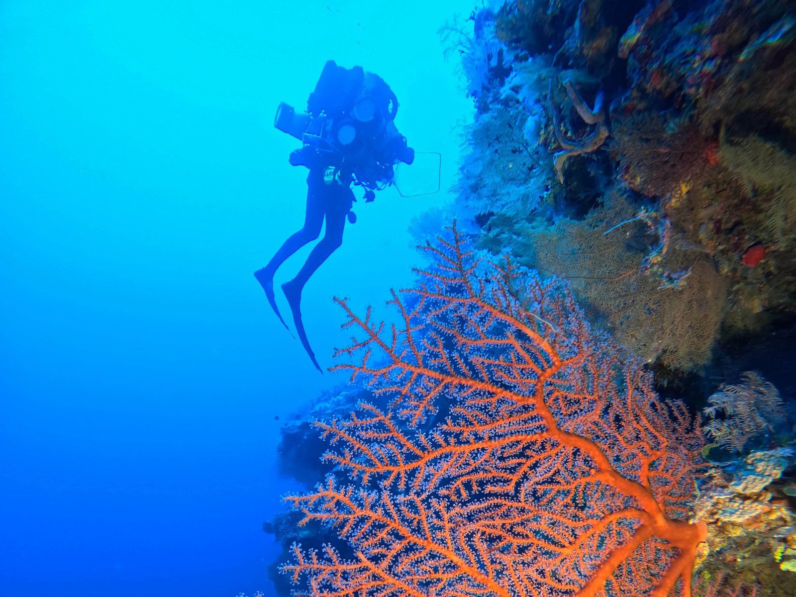 1600x1200 Daring mission to discover deepwater coral ecosystems Australian Museum