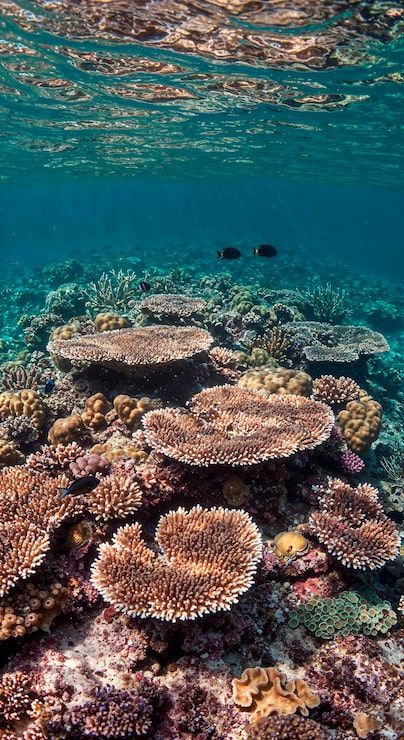 404x740 Coral Reef Australia Travel Photo Free High Quality Picture