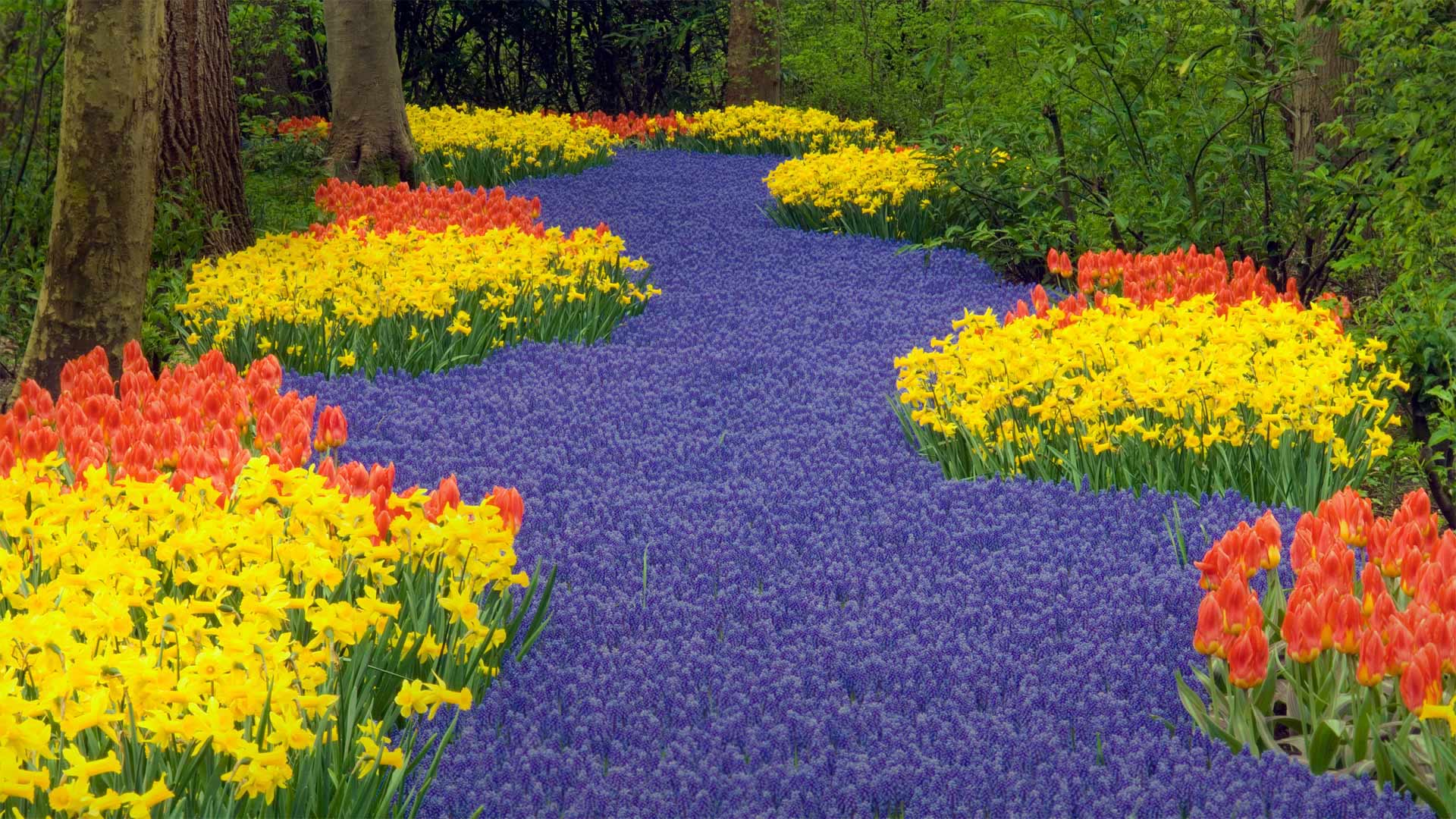 1920x1080 Keukenhof in Lisse, Netherlands