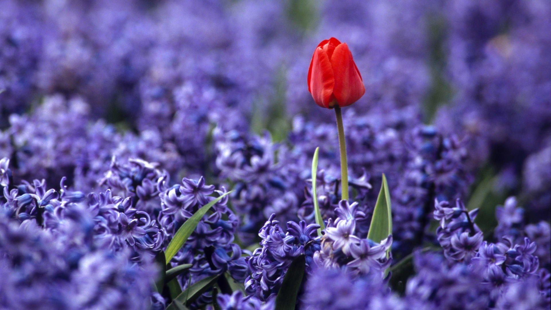 1920x1080 Flower Keukenhof Garden Holland Independence Wallpaper Wp4004307