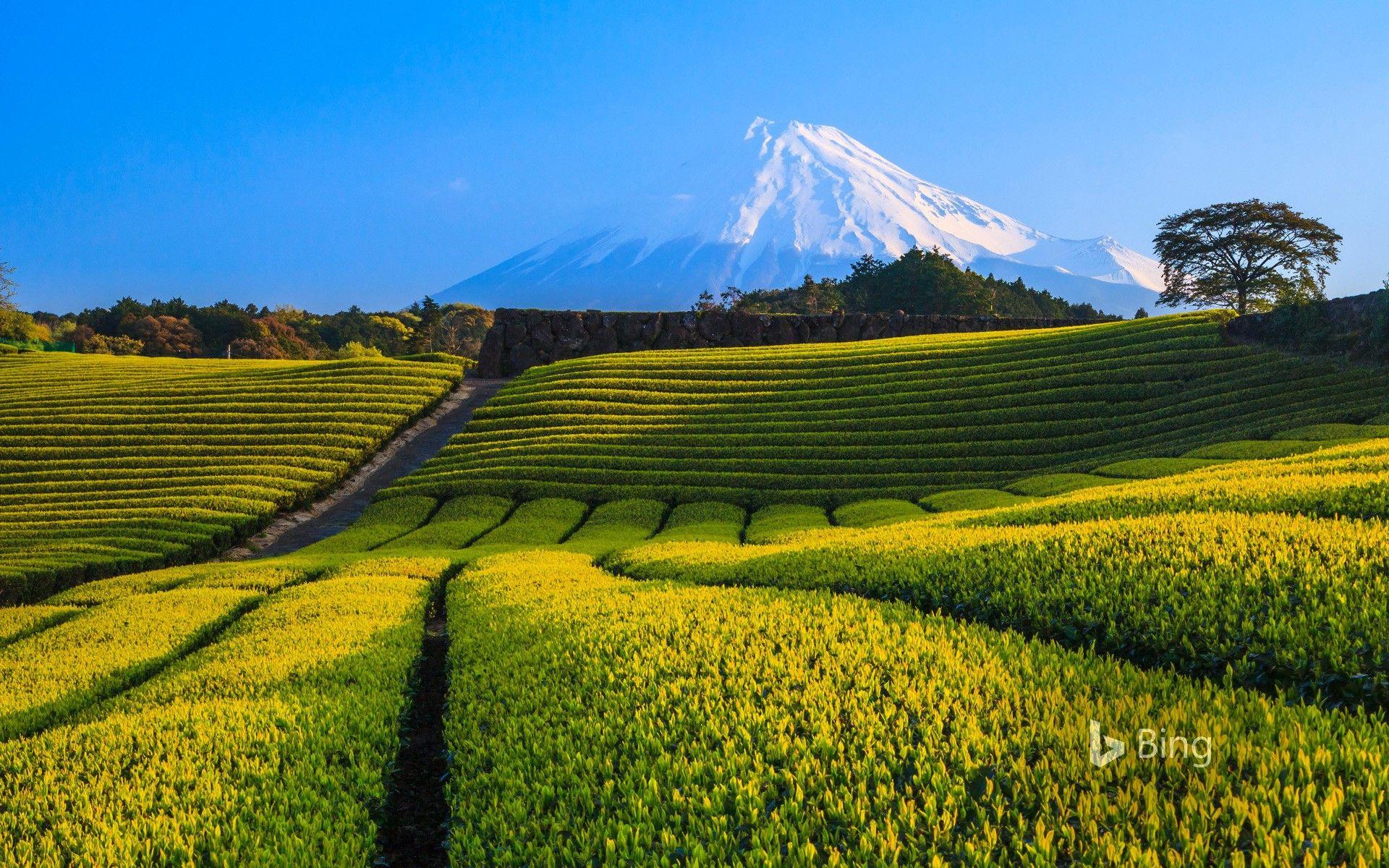 1920x1200 Đồn điền trà xanh và núi Phú Sĩ, Shizuoka, Nhật Bản - Bing https://wallpaperaccess.com/full/2951238.jpg