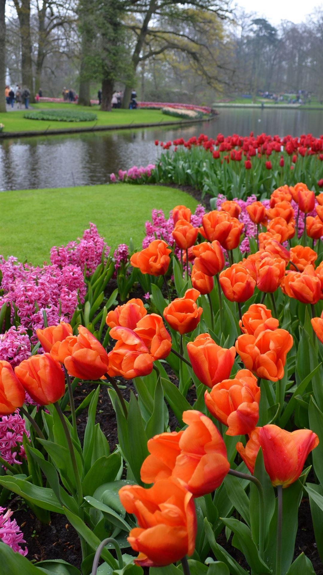1080x1920 Best keukenhof iPhone 8 Wallpaper HD
