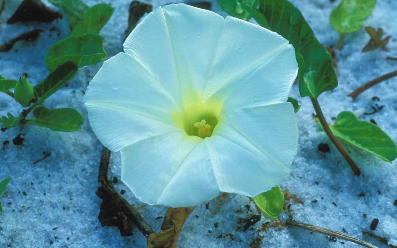 1280x800 Beach Morning Glory wallpaper － Flower Wallpaper download