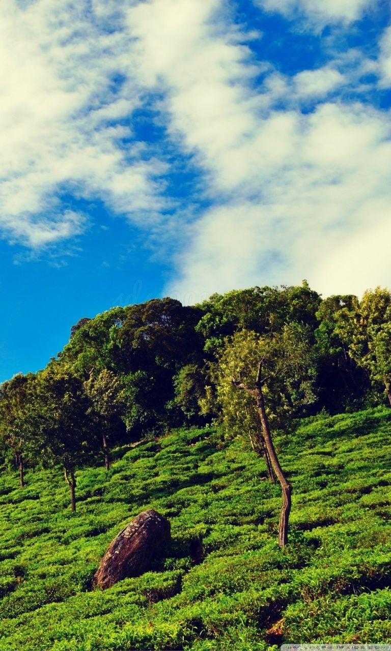 768x1280 Nature Green Tea Garden HD Wallpaper. My Sims 3 Downloads