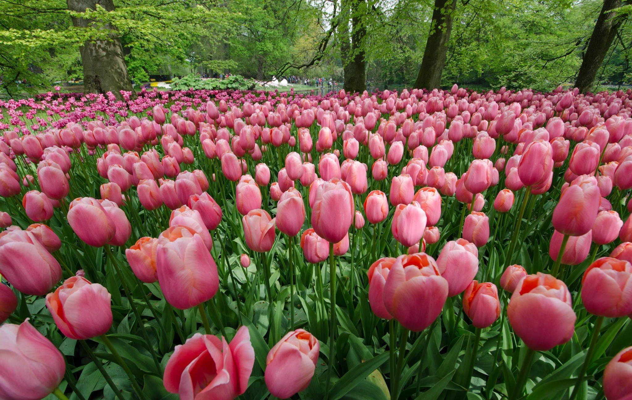 2048x1298 tulips, Keukenhof, bloom, Netherlands, garden, flowers, park