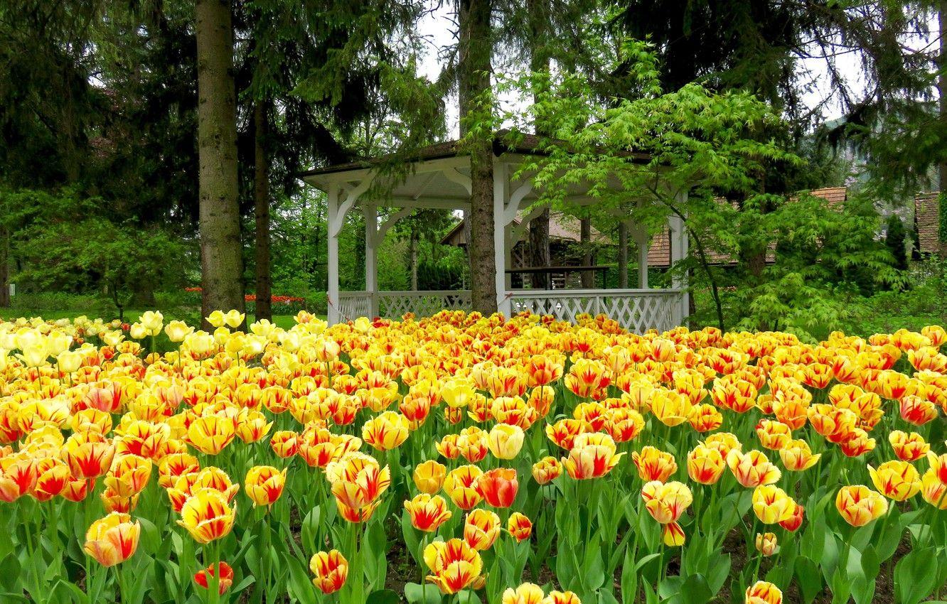 1332x850 Wallpaper trees, Park, spruce, spring, tulips, Netherlands, gazebo