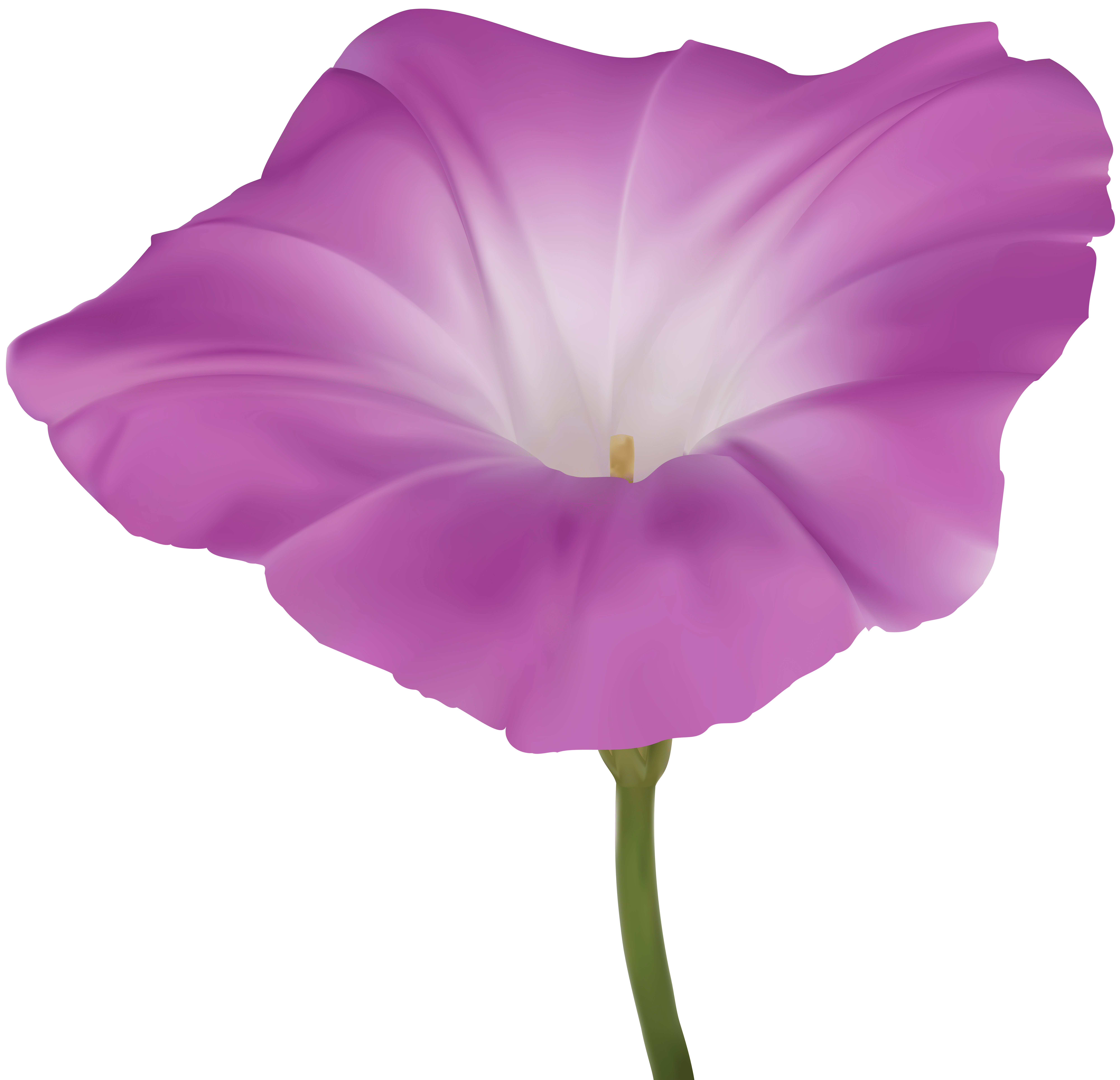 8000x7712 Pink Morning Glory Flower PNG Clip Art Image