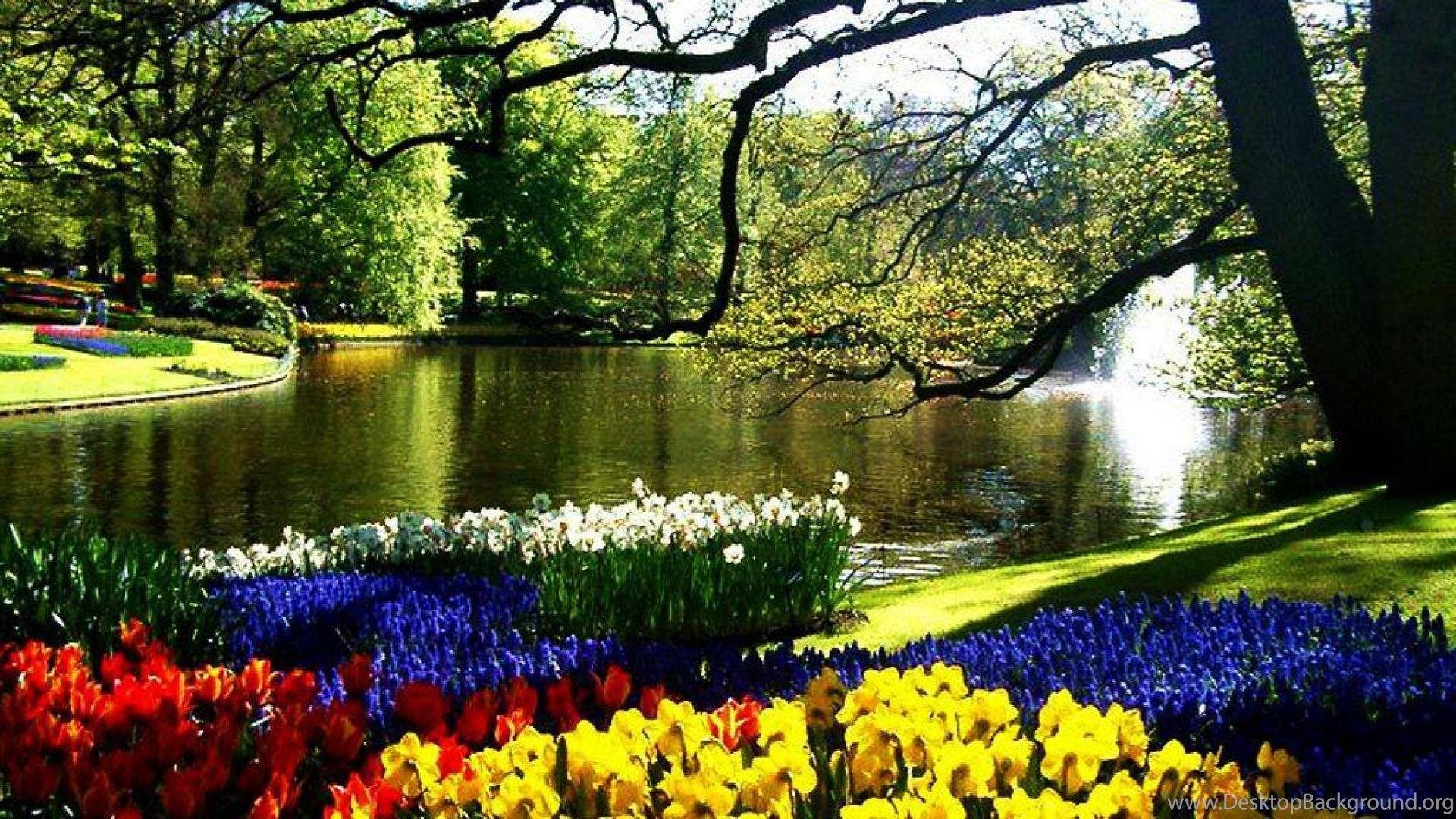 1920x1080 FLOWERS IN KEUKENHOF NETHERLANDS WALLPAPER Desktop Background