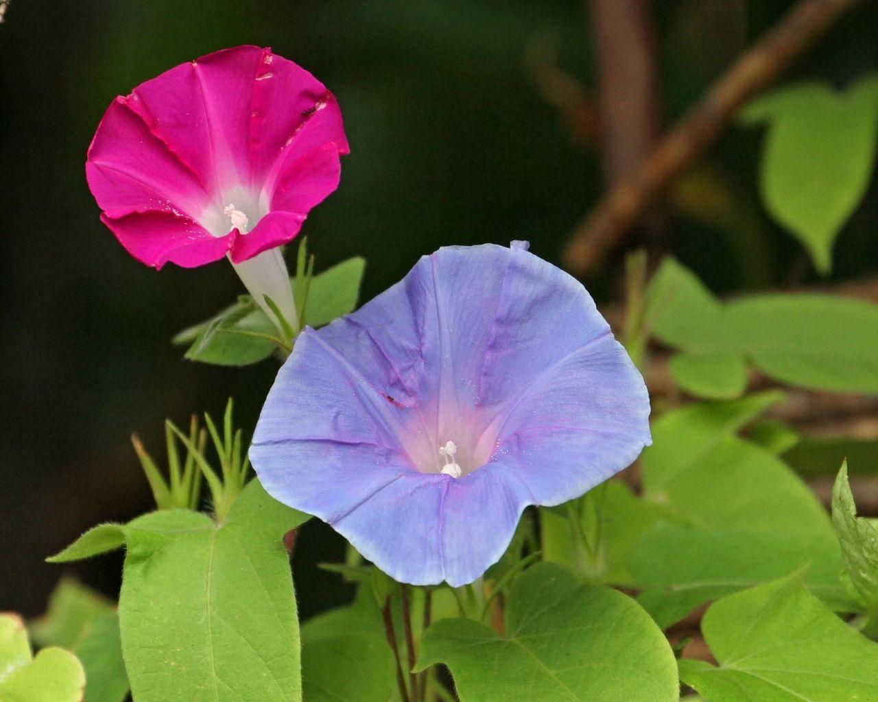 1280x1024 Download wallpaper 1280x1024 morning glory, flowers, bindweed