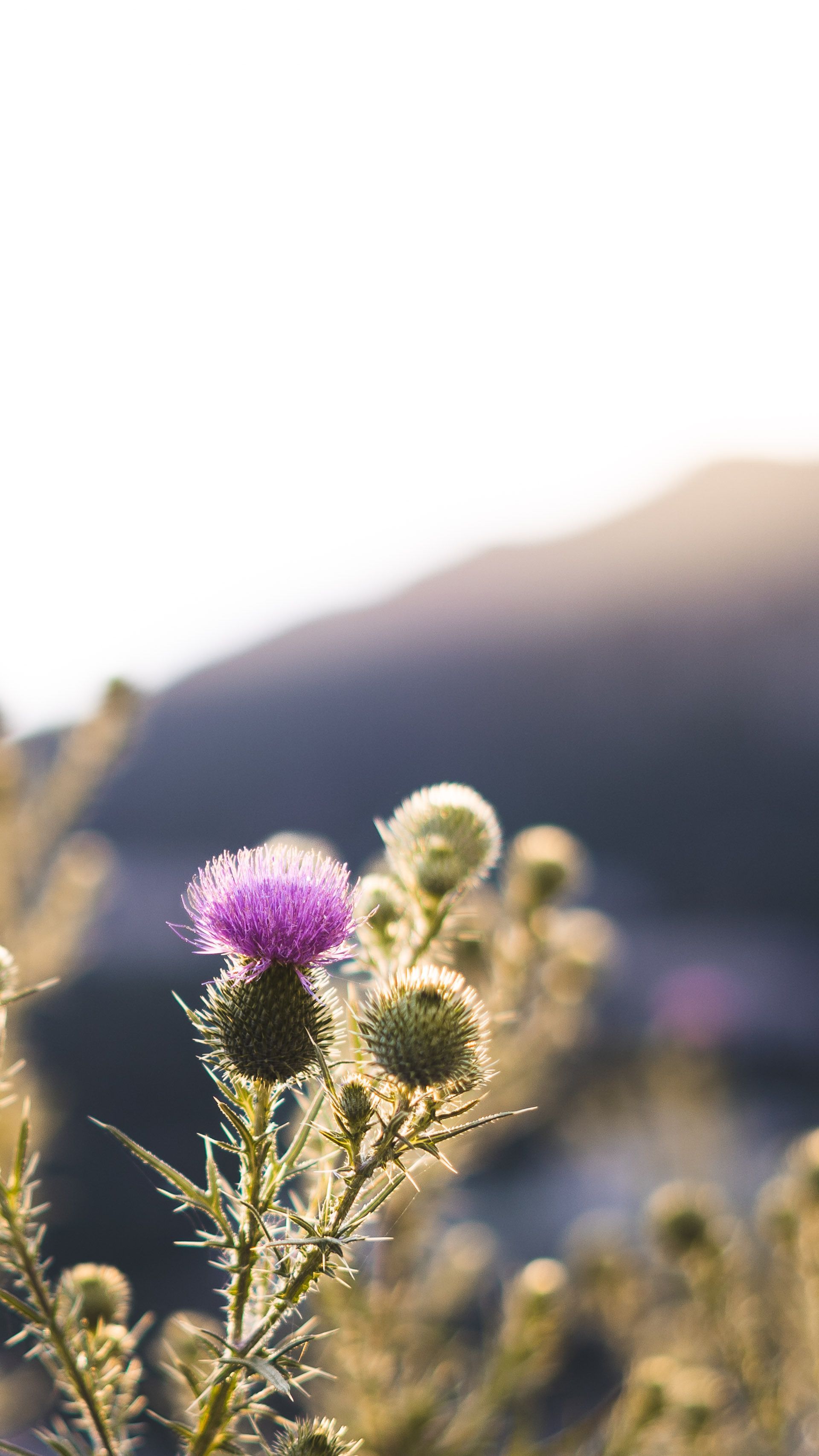 1920x3413 Scottish Thistle Photo, Download The BEST Free Scottish Thistle & HD Image